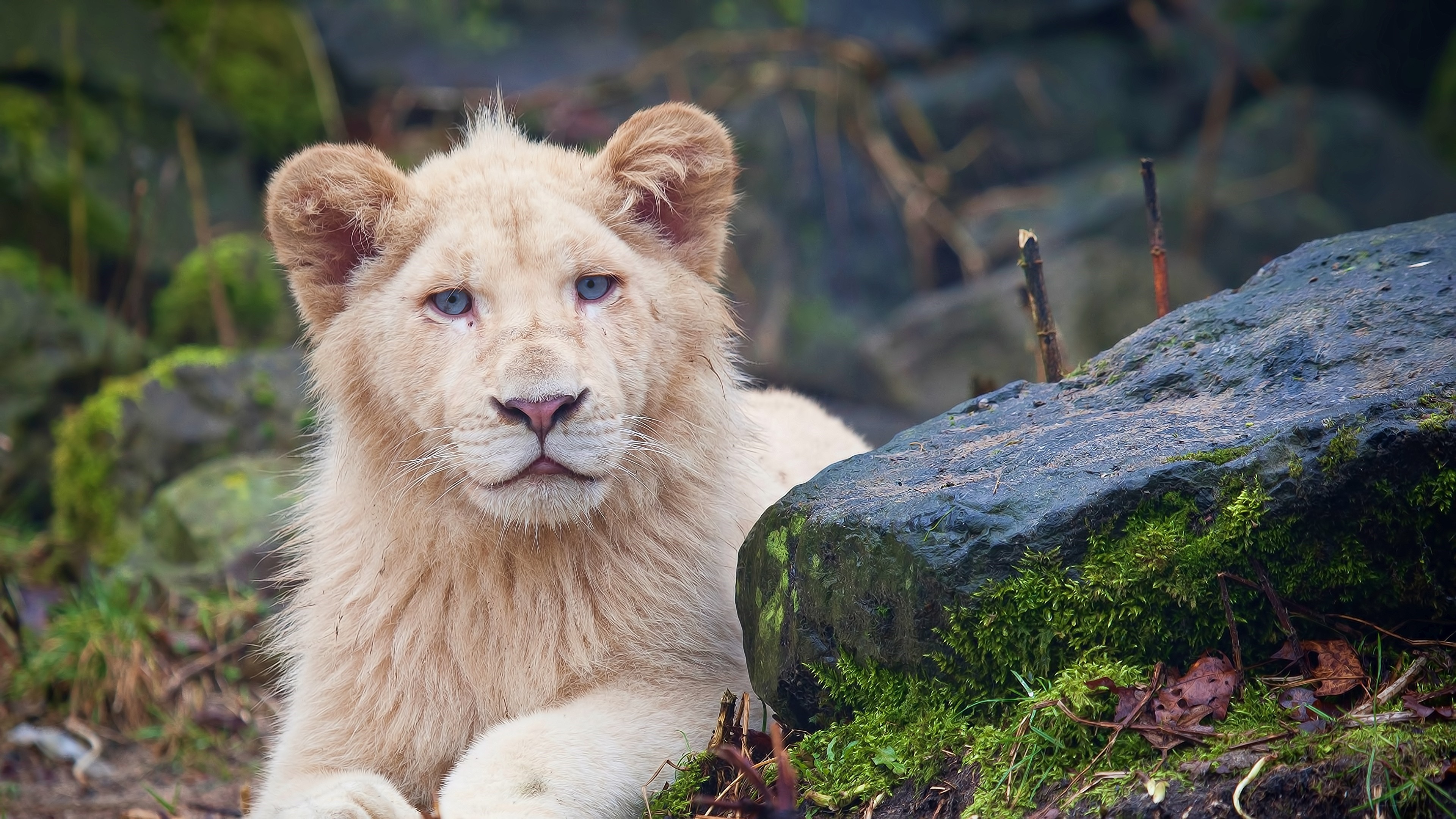 White Lion Cub with Blue Eyes 4K HD Wallpaper