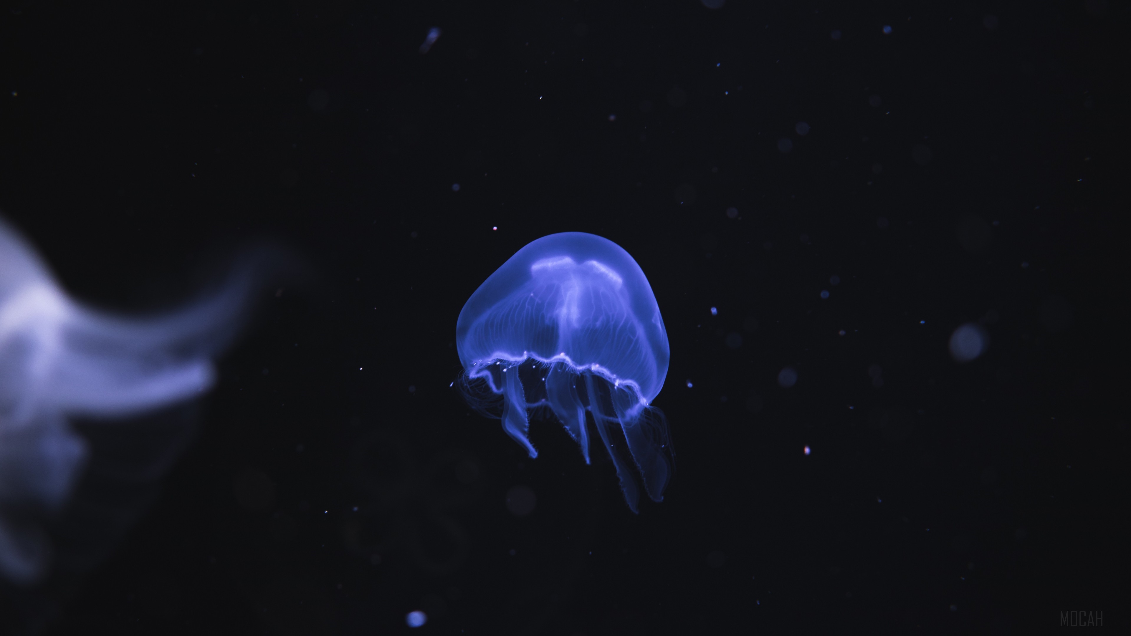 Jellyfish Underwater HD Wallpaper