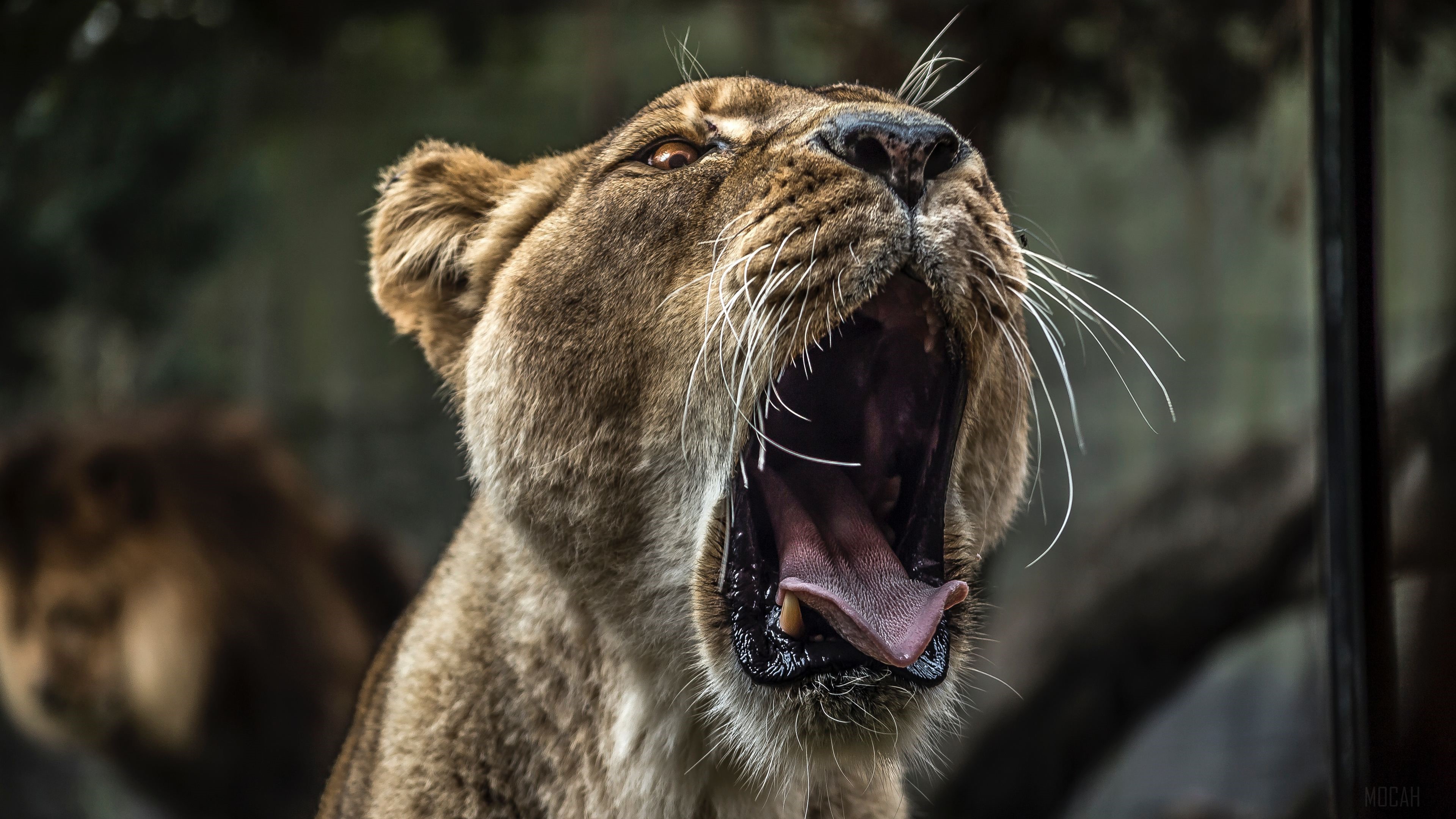 Lion yawning with mouth wide open 4K HD Wallpaper