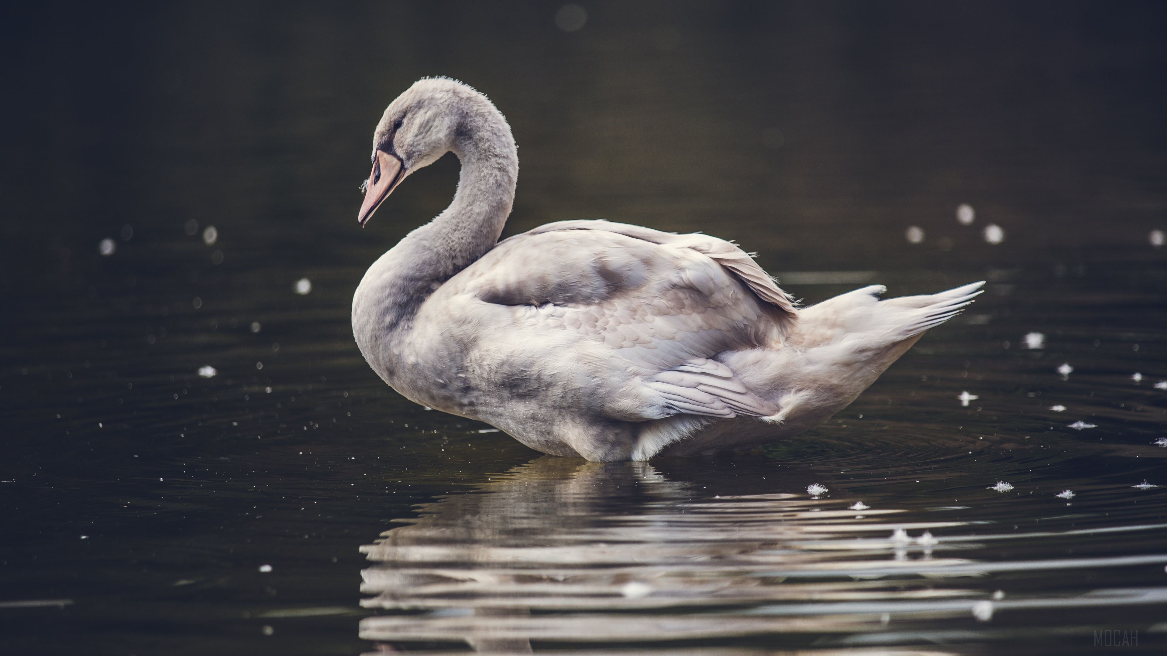 Young swan in water HD Wallpaper