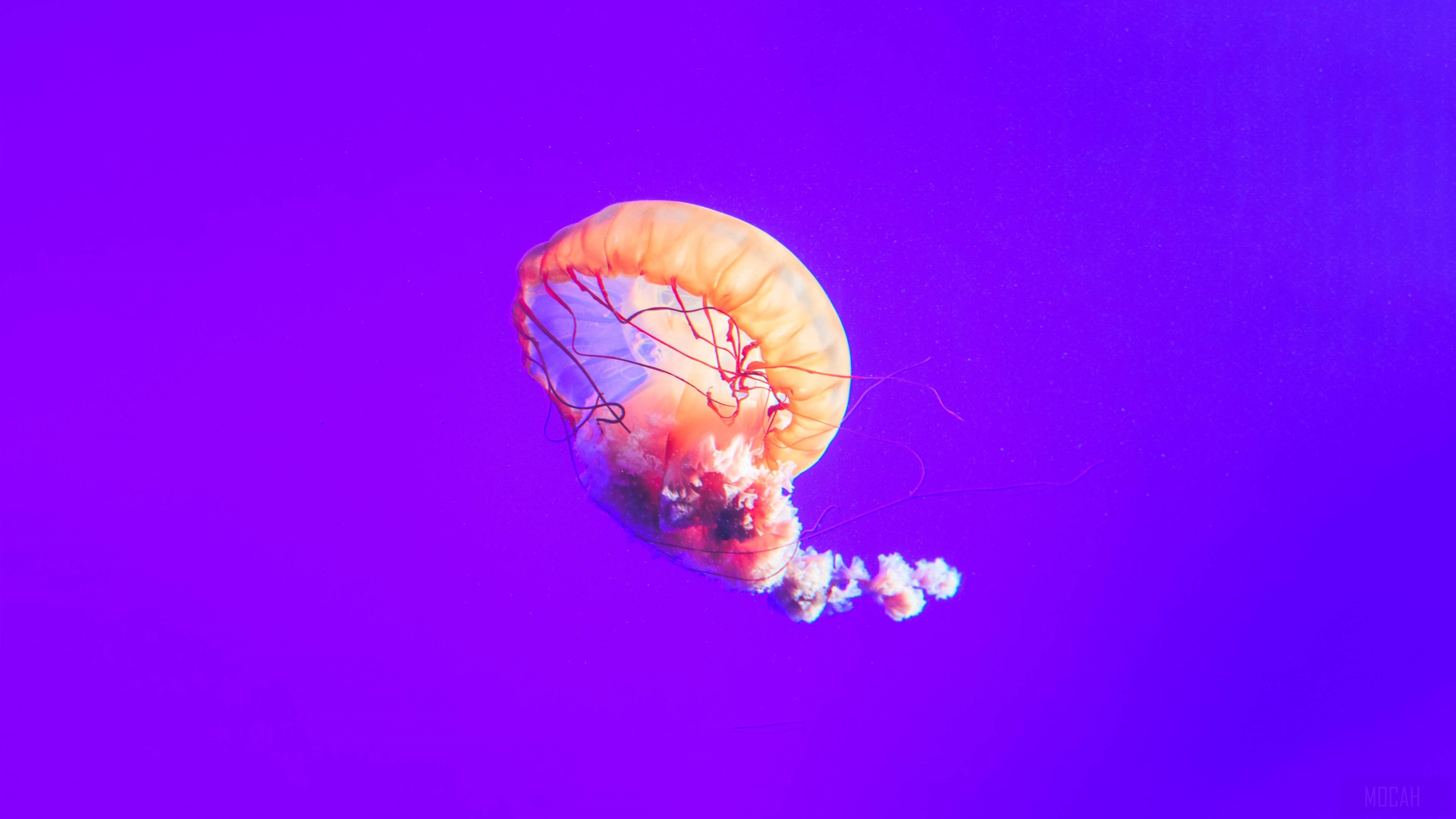 Jellyfish 4K HD Wallpaper