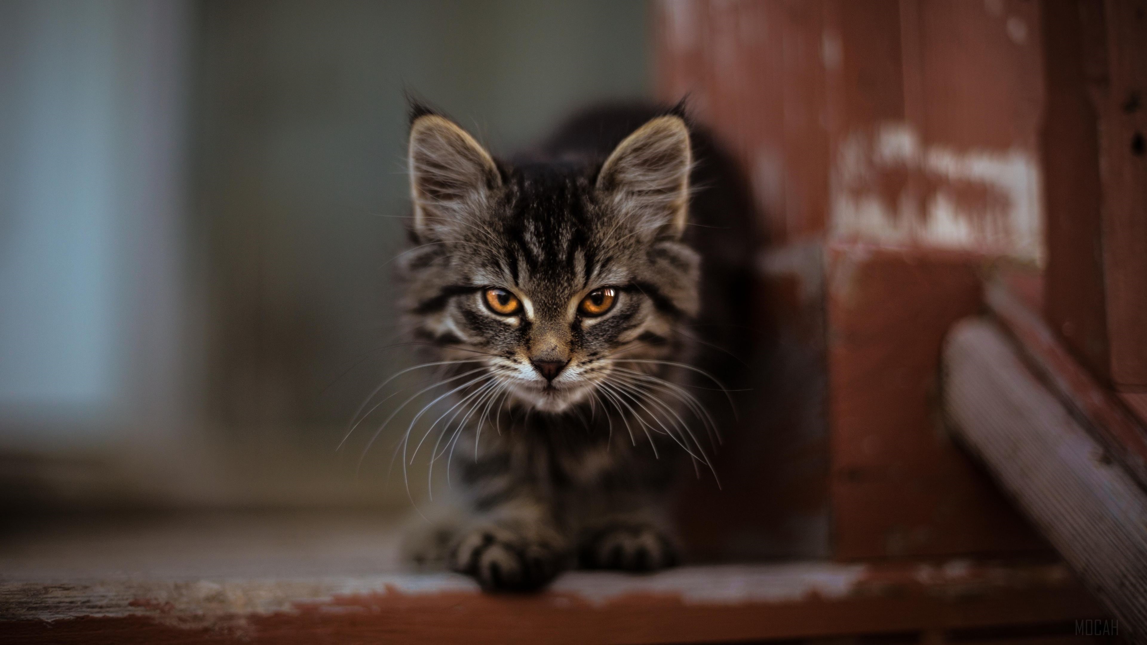 Tabby kitten with orange eyes HD Wallpaper
