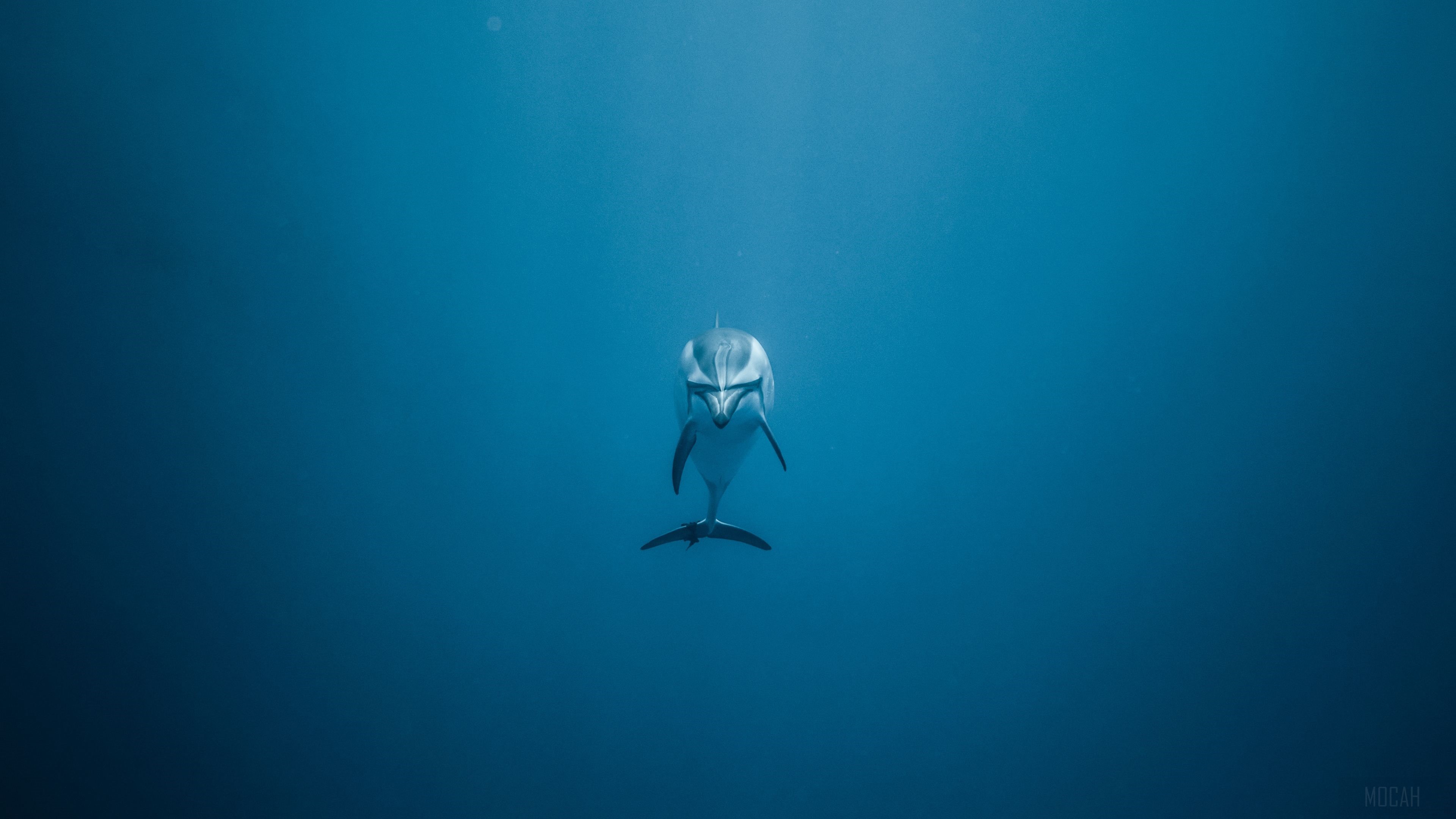 Dolphin swimming in blue ocean 4K HD Wallpaper