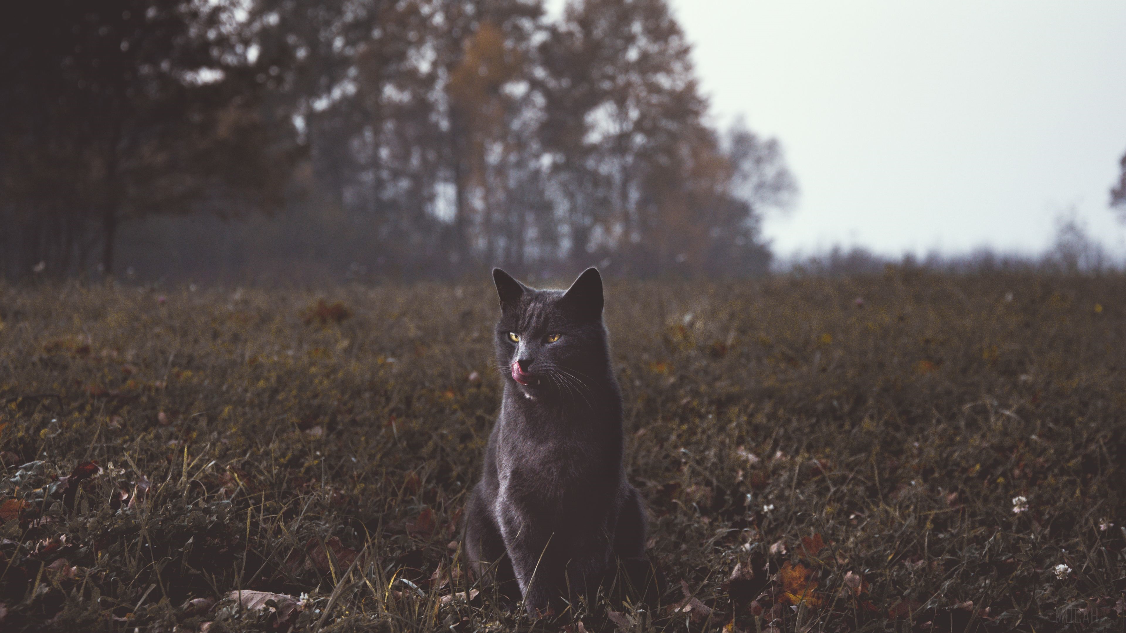 Gray Cat in a Field 4K HD Wallpaper