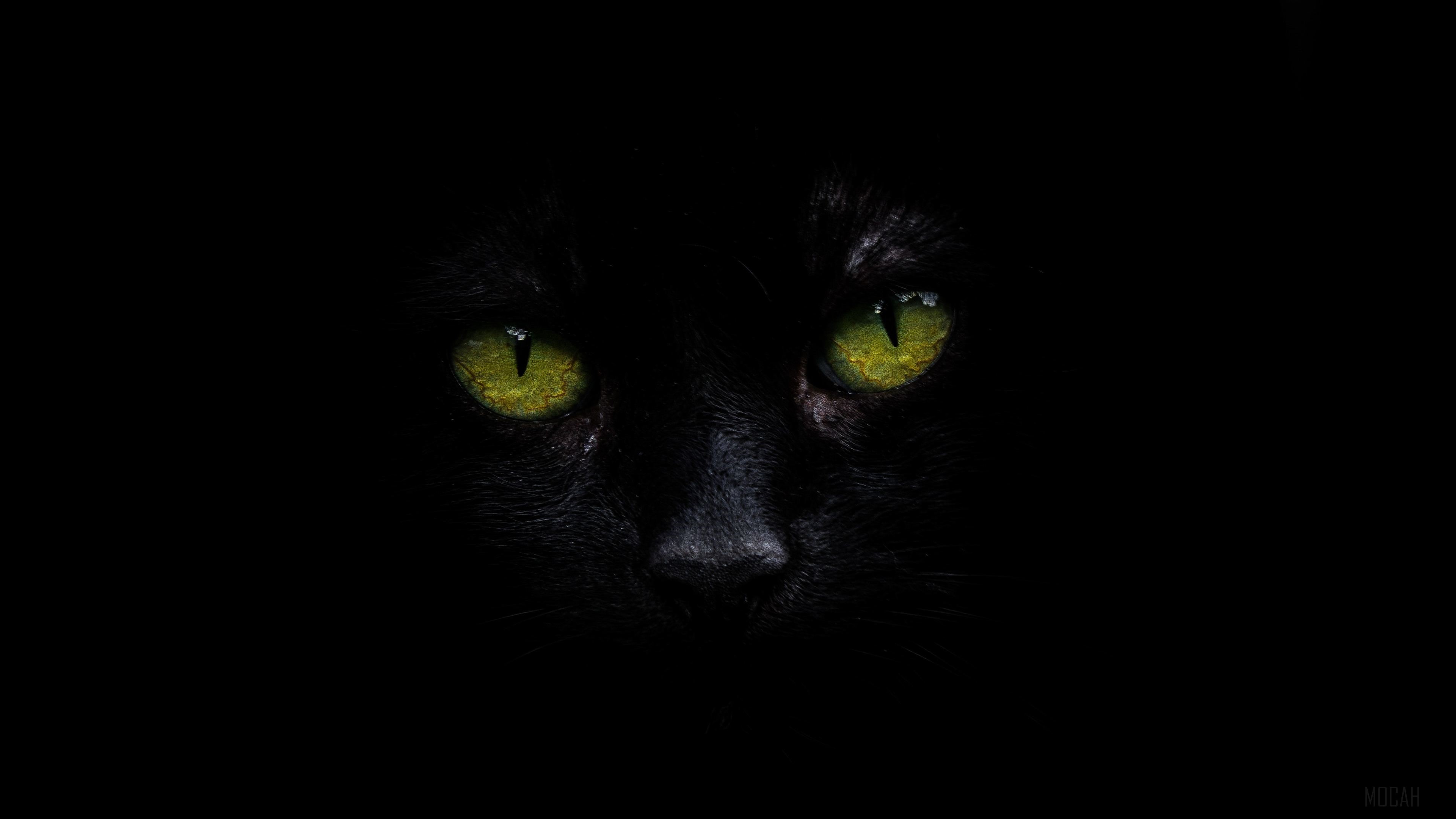 Black cat with glowing green eyes HD Wallpaper