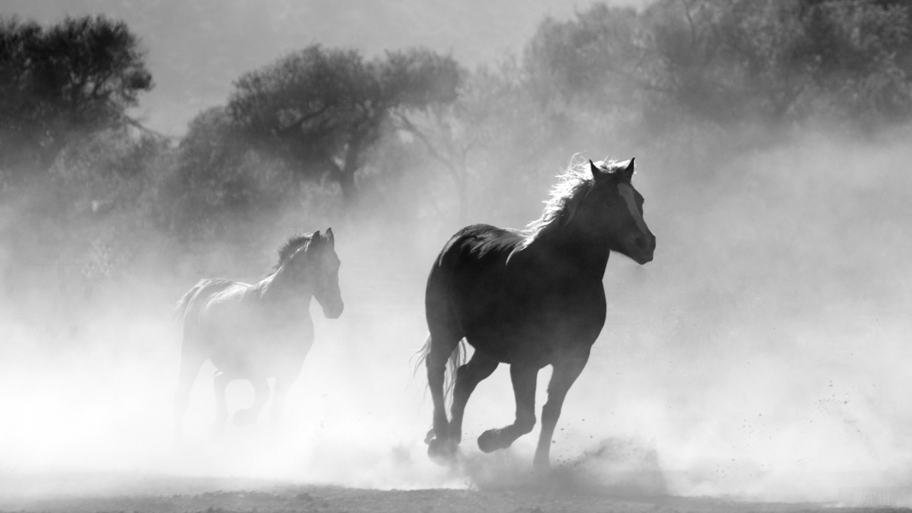 Horses running through dust in monochrome HD Wallpaper