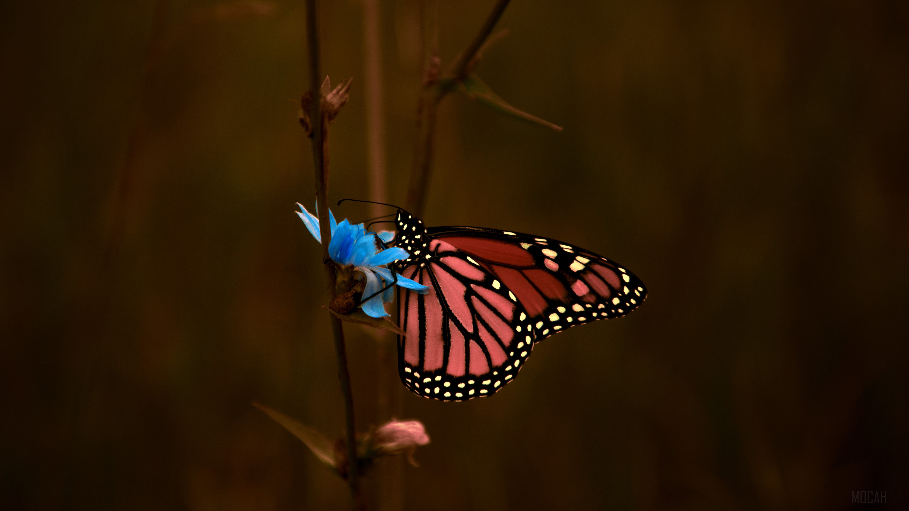 Monarch butterfly on a blue flower HD Wallpaper