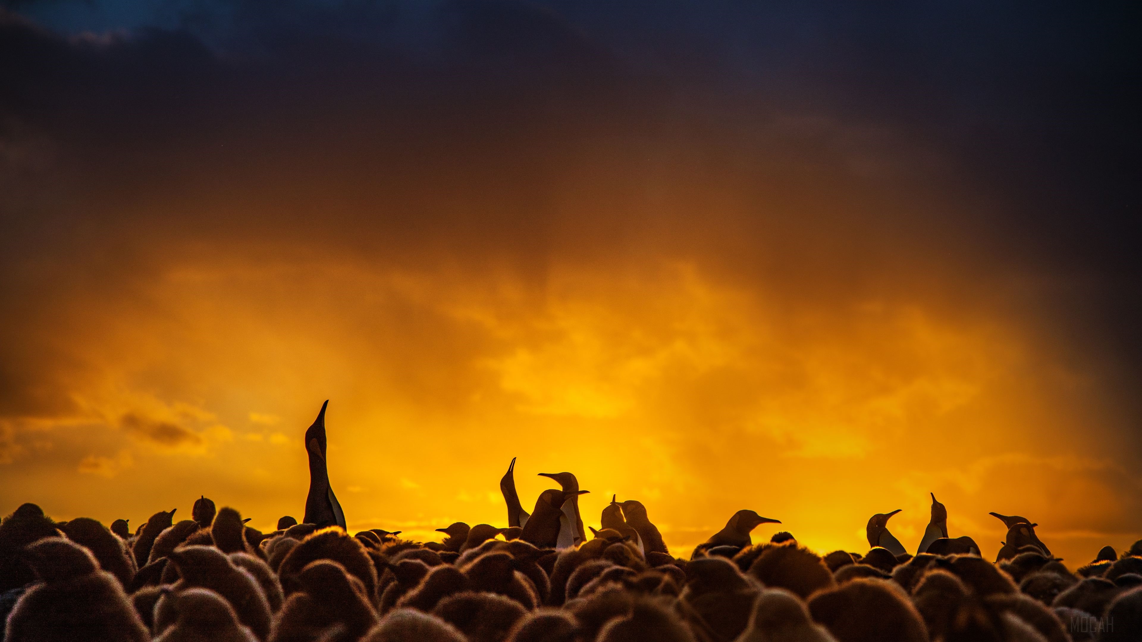 Penguin colony at sunset 4K HD Wallpaper