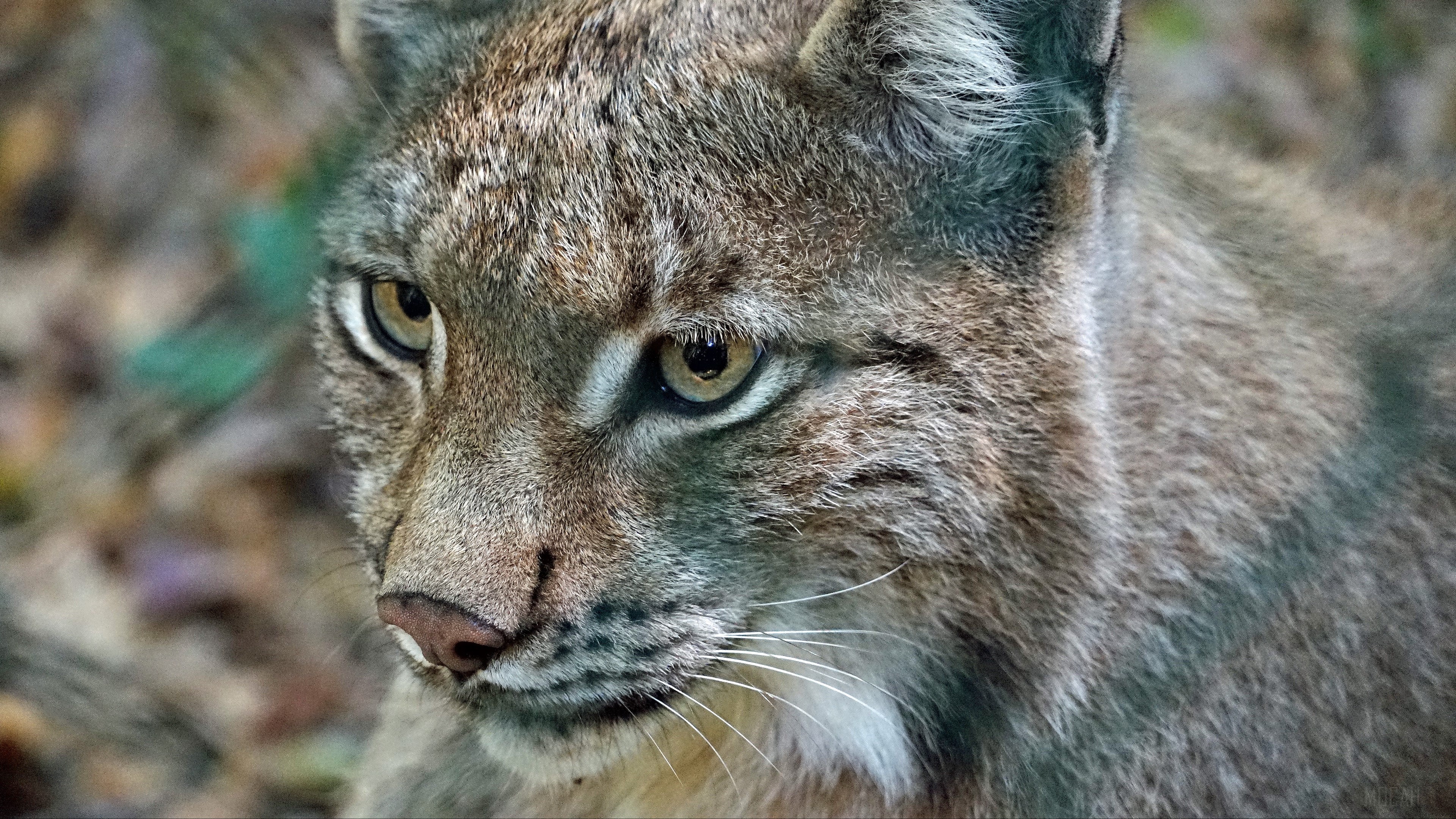 Close-up of a Lynx's face in 4K HD Wallpaper