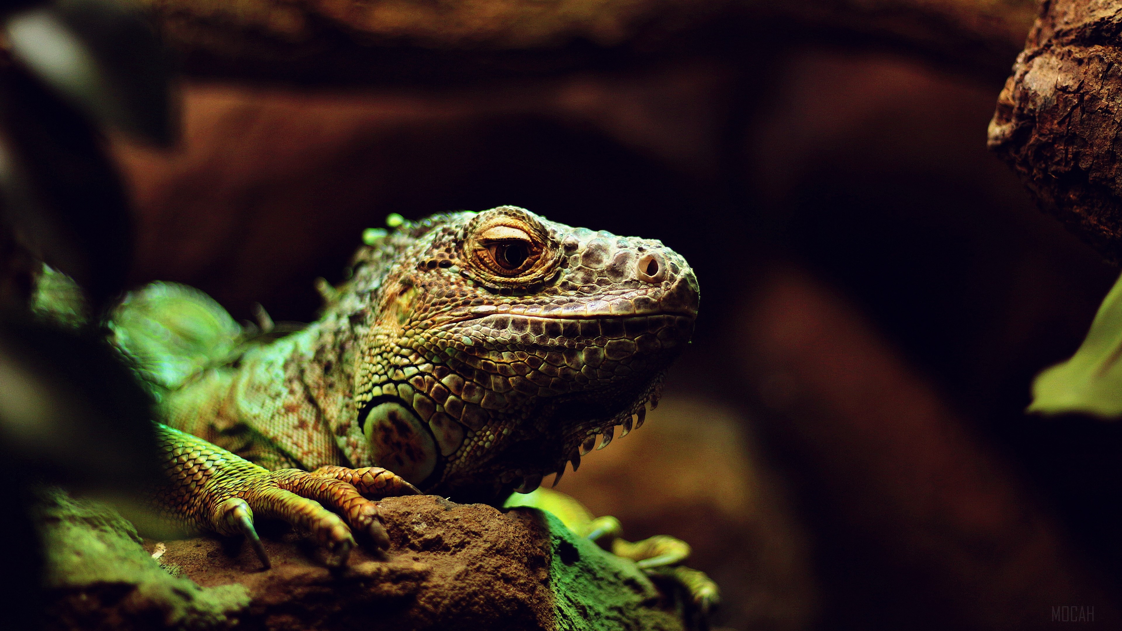 Close-up of an iguana's head and forelimbs HD Wallpaper