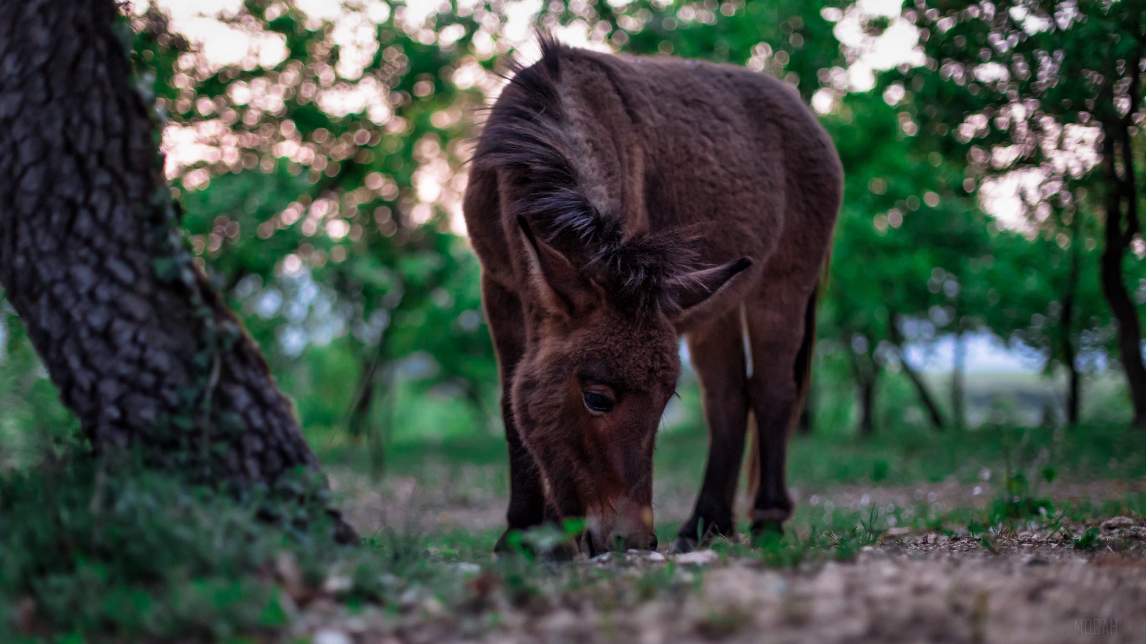 Brown pony eating grass in a forest HD Wallpaper