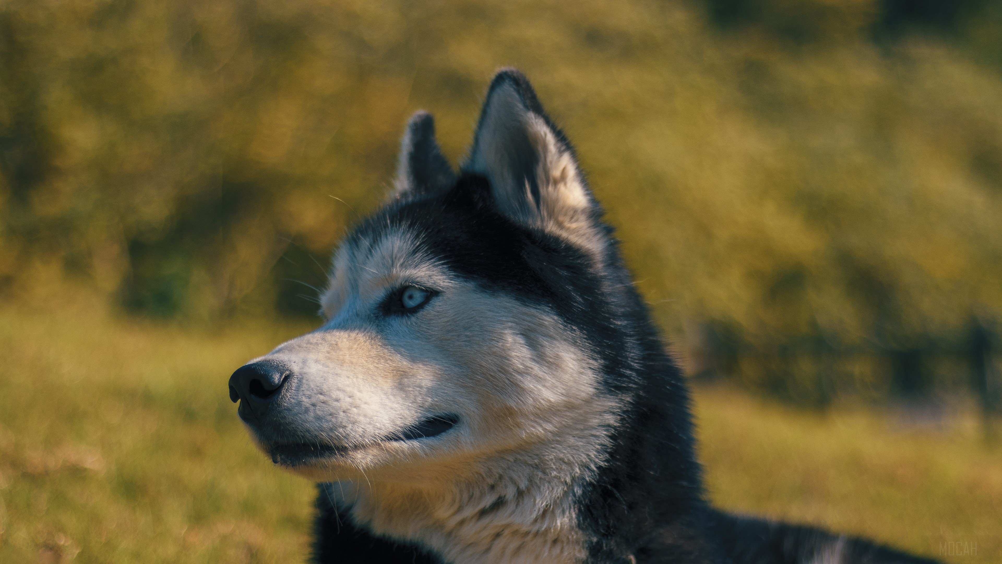 Husky dog with blue eyes in a field HD Wallpaper