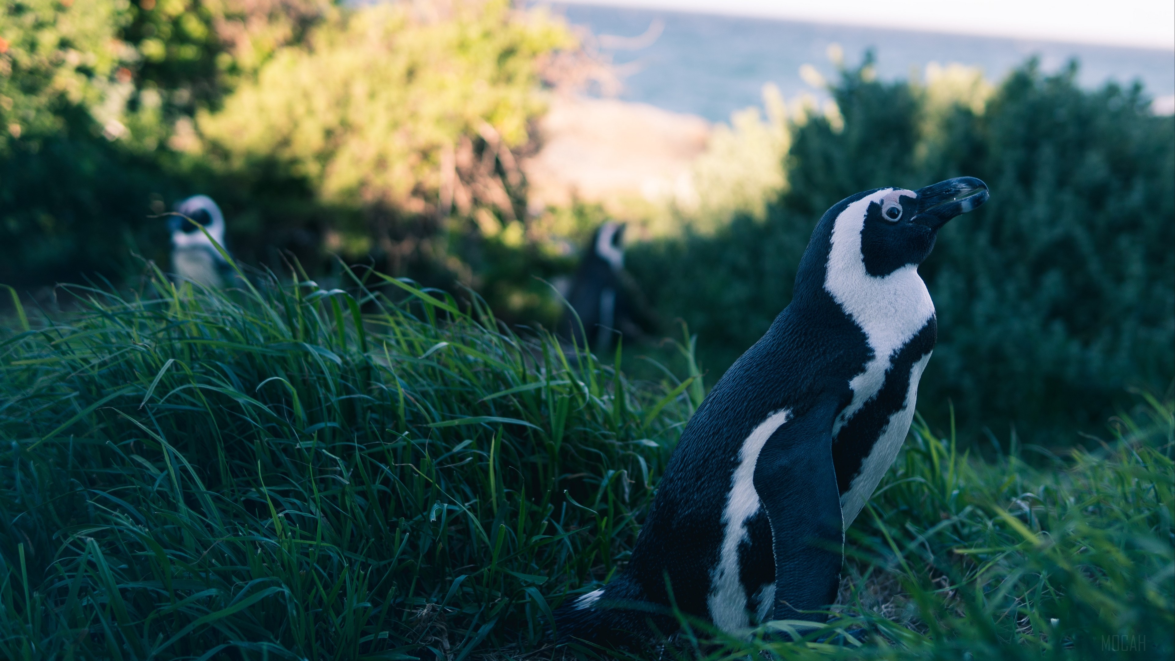 Penguins in grass with blurred background 4K HD Wallpaper