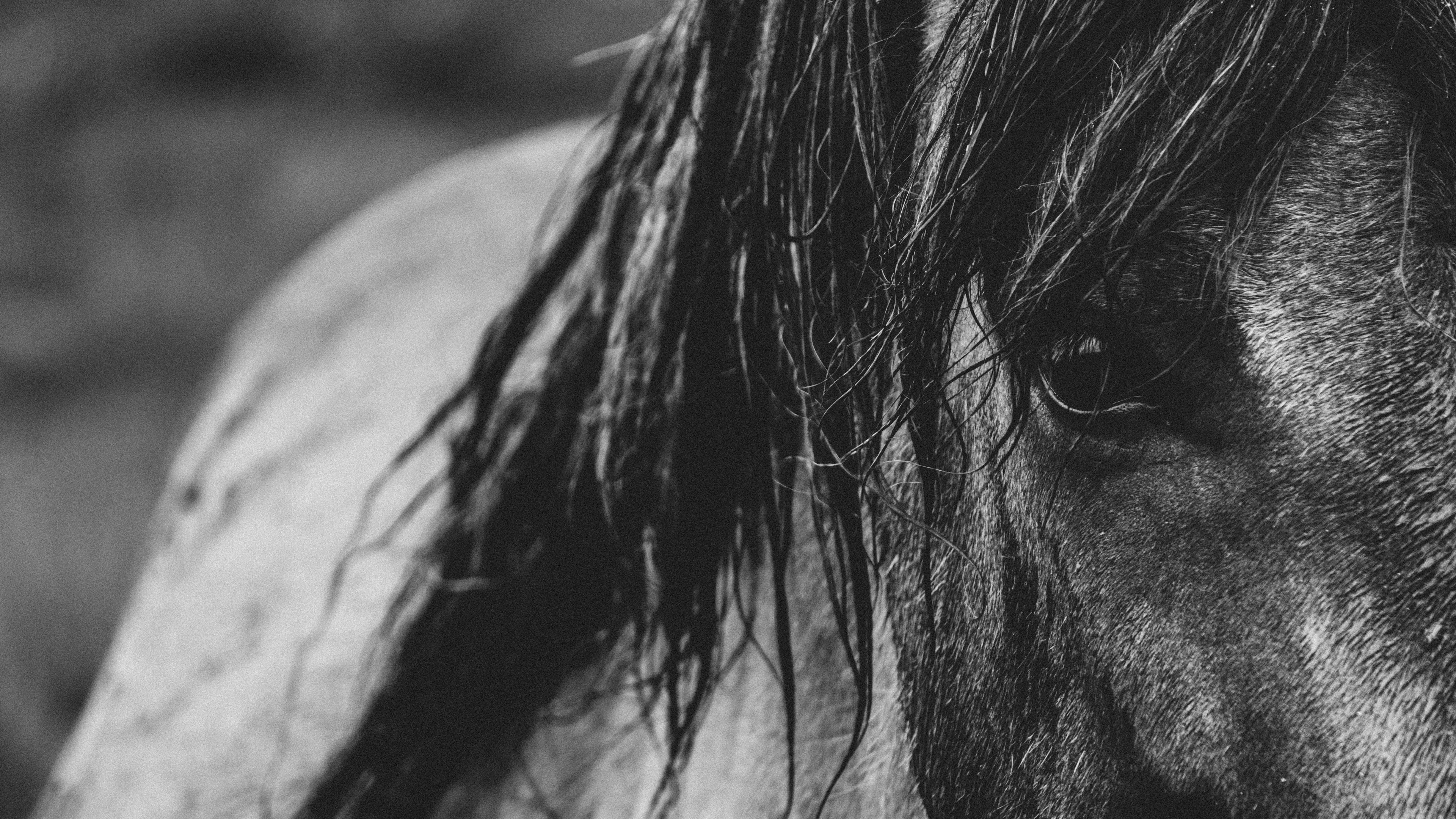 Close-up of a horse's eye and mane in black and white 4K HD Wallpaper