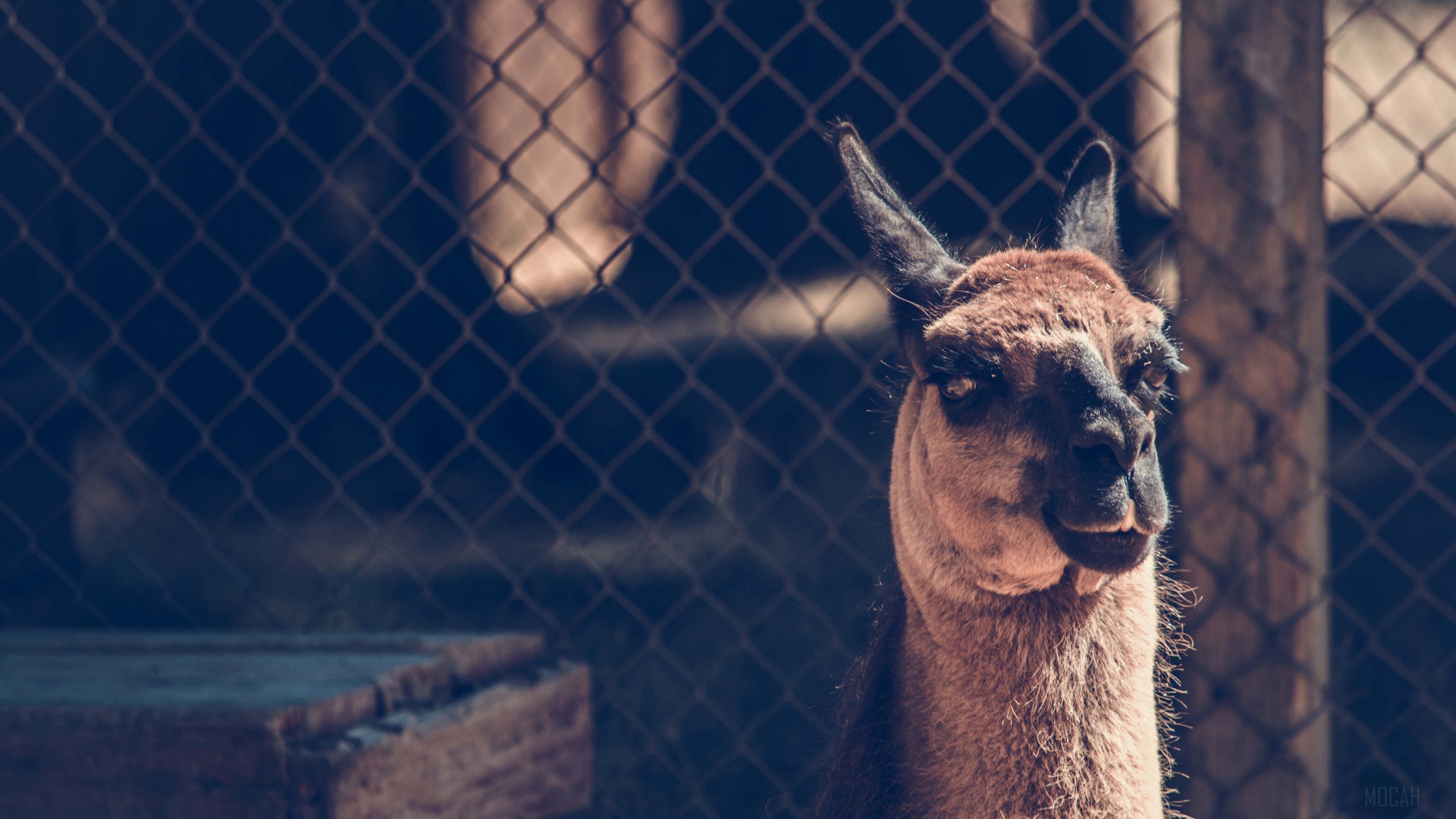 Llama in a pen with a fence HD Wallpaper