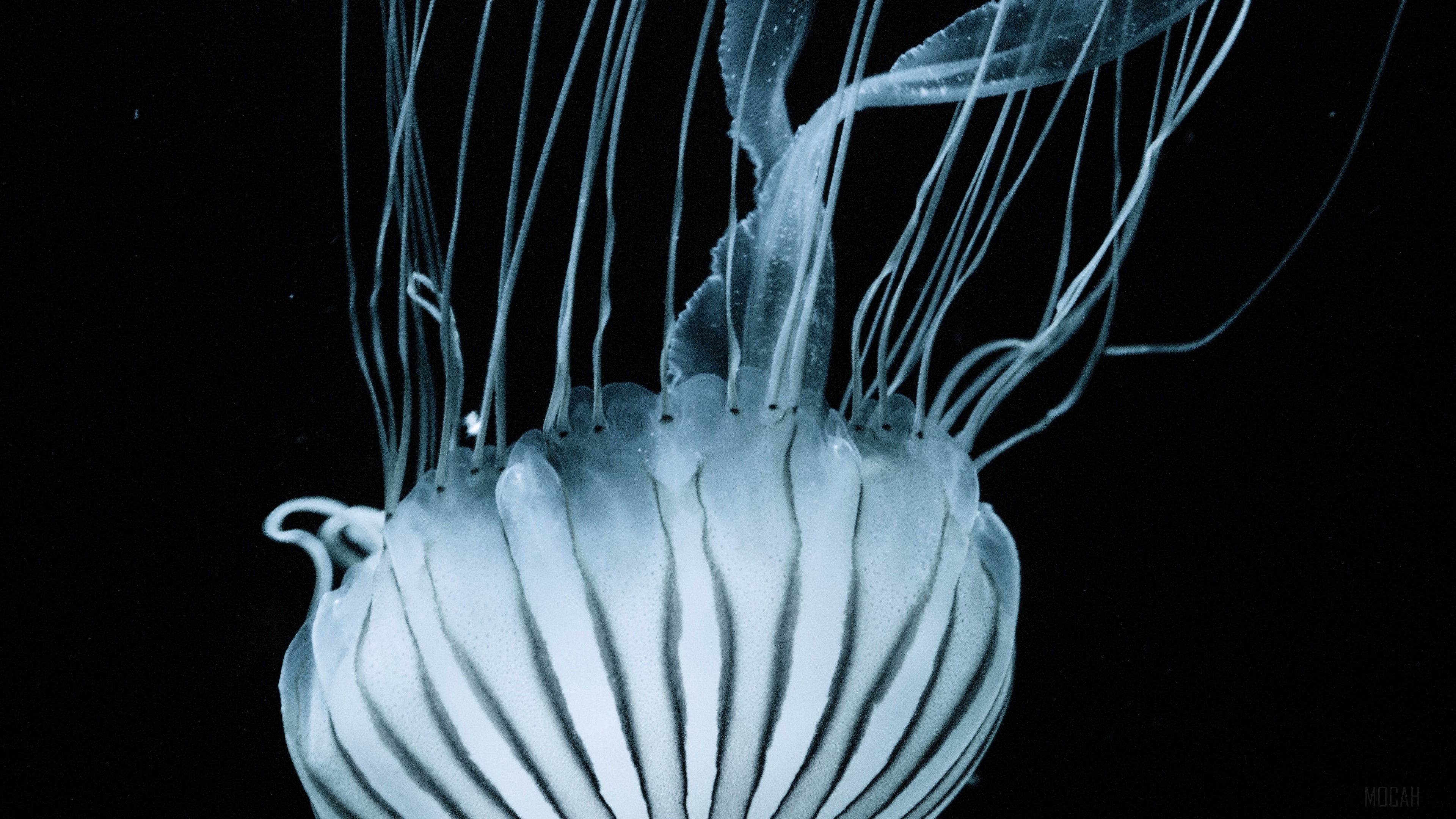 Striped Jellyfish with Tentacles Underwater 4K HD Wallpaper