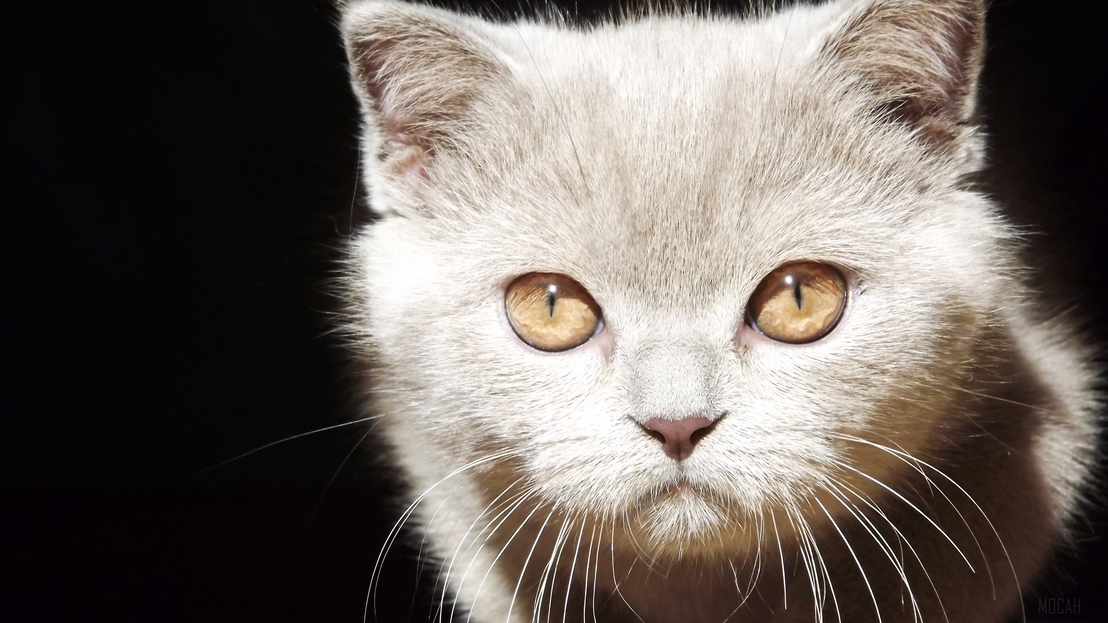 Close-up of a kitten's face with amber eyes HD Wallpaper