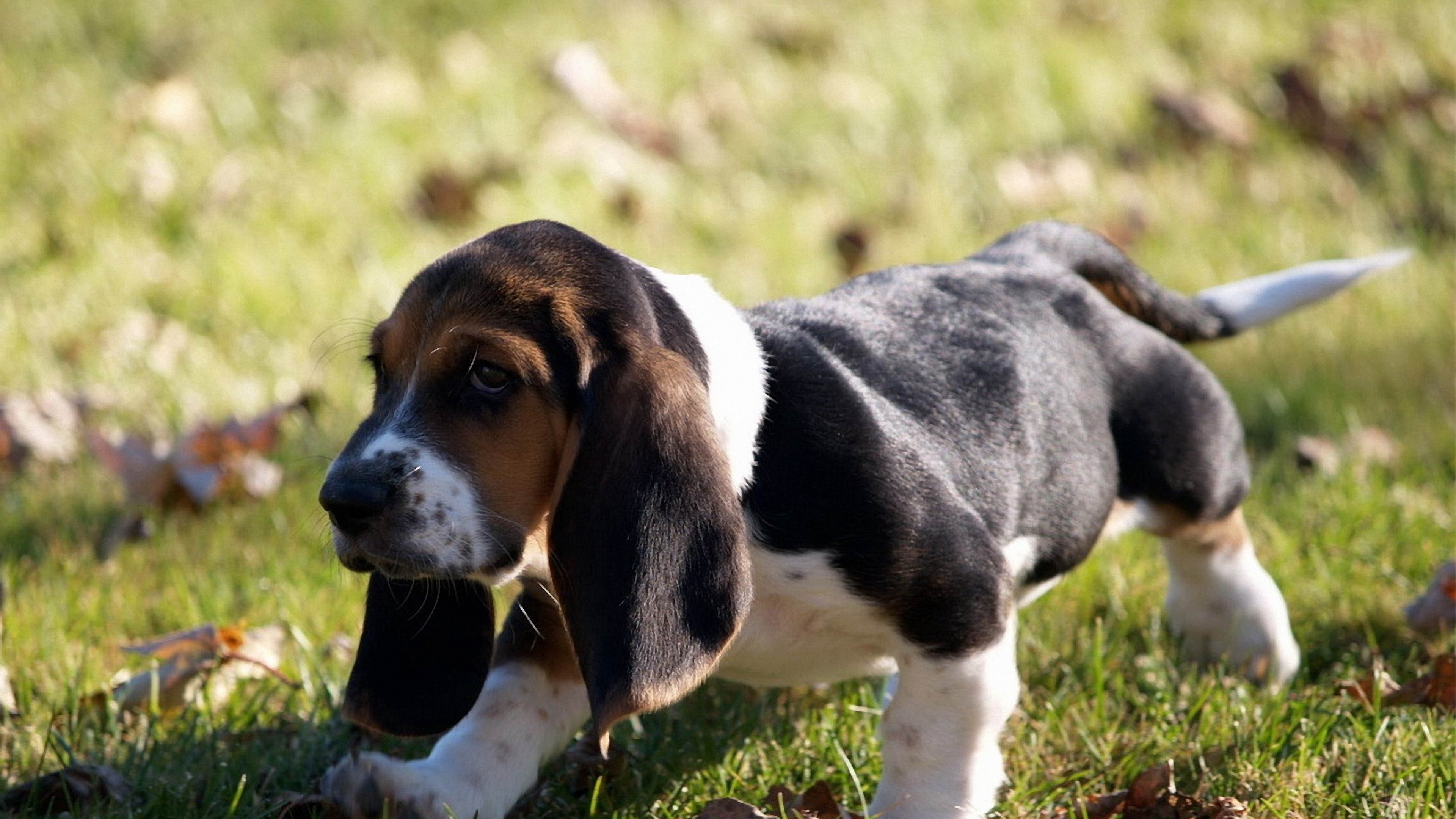 Basset Hound puppy on grass with leaves 4K HD Wallpaper