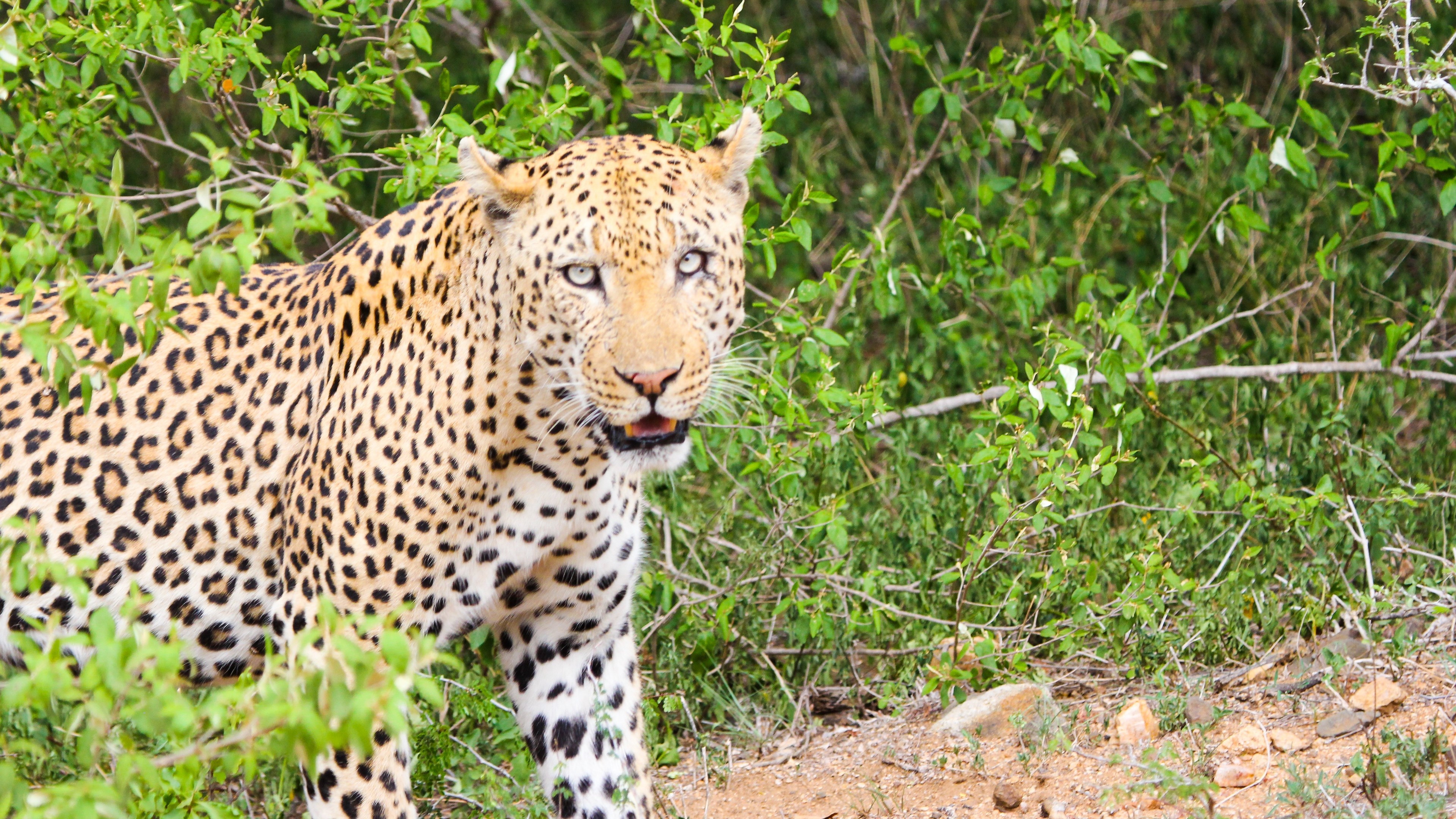 Leopard in a natural habitat HD Wallpaper