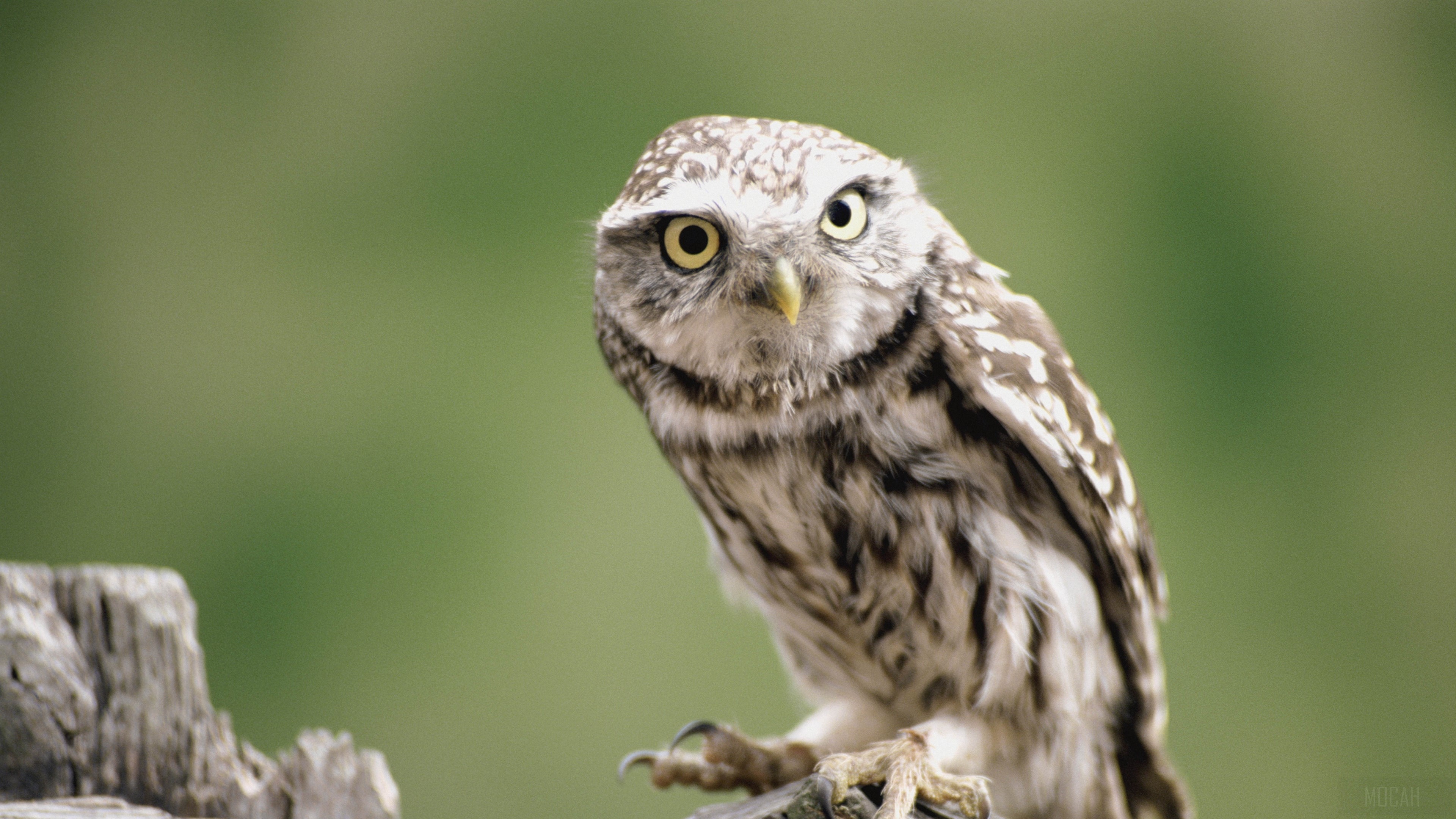 Little owl perched on a wooden post HD Wallpaper