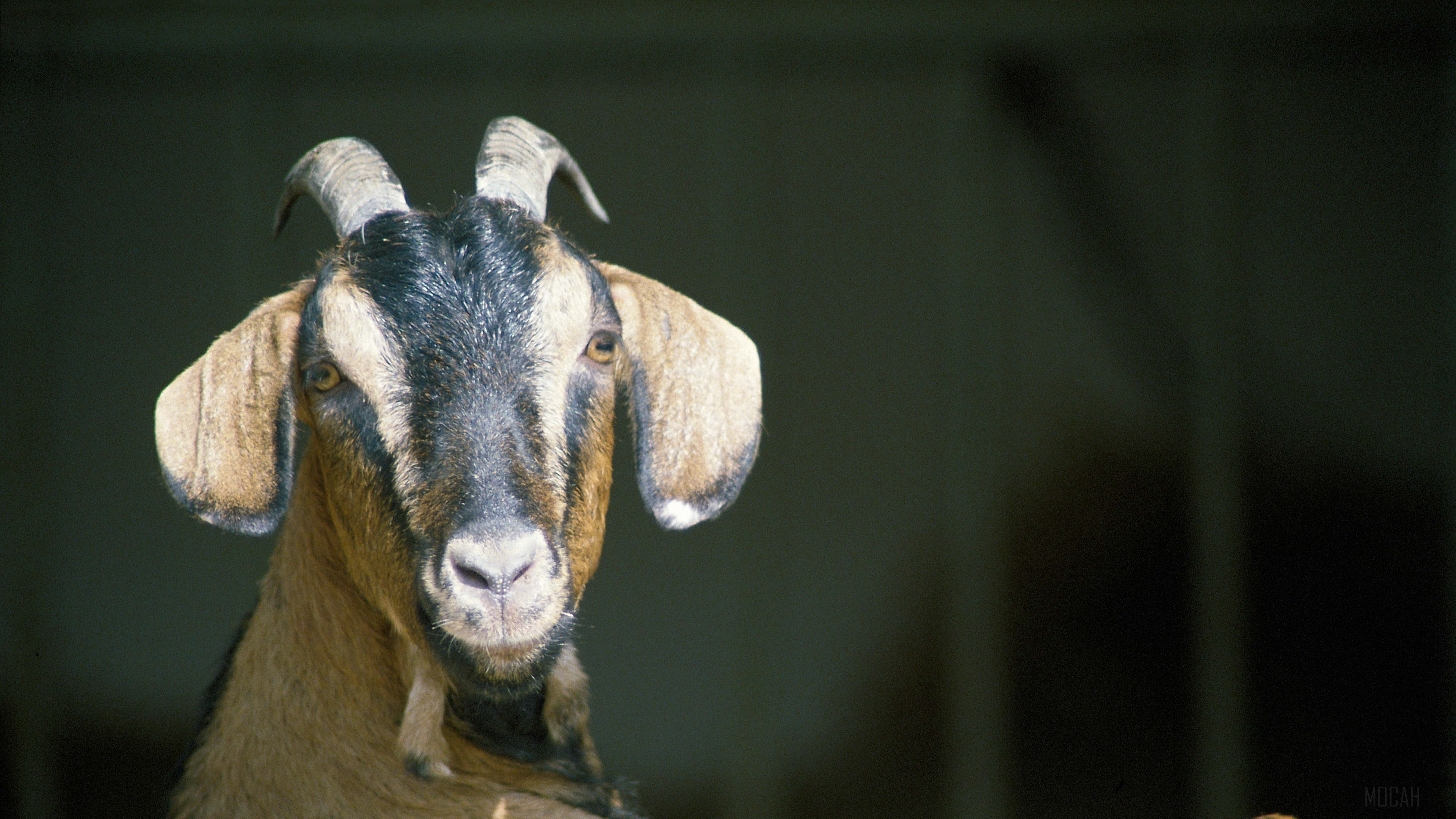 Goat with horns 4K HD Wallpaper