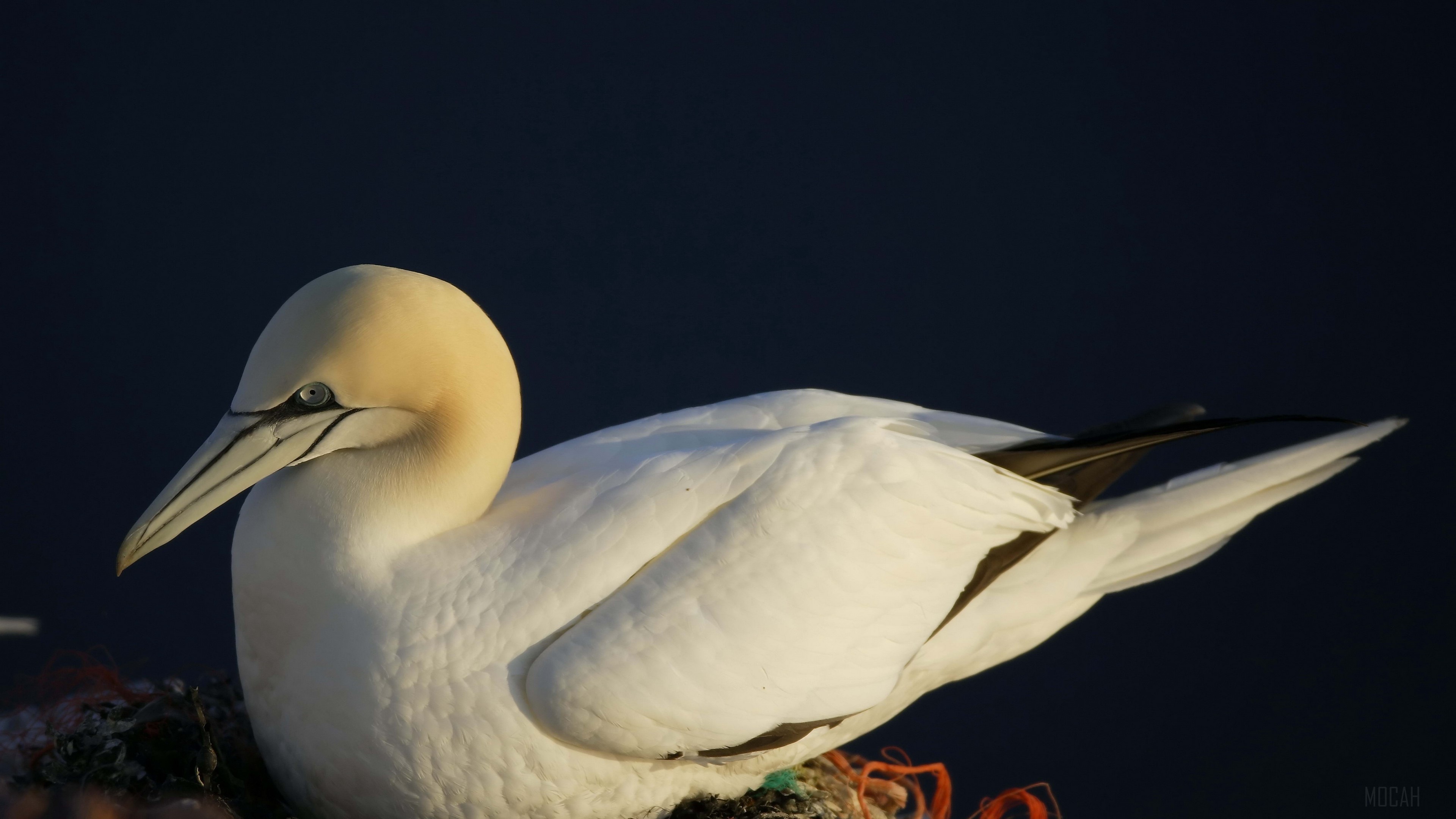 Northern Gannet bird on a nest HD Wallpaper