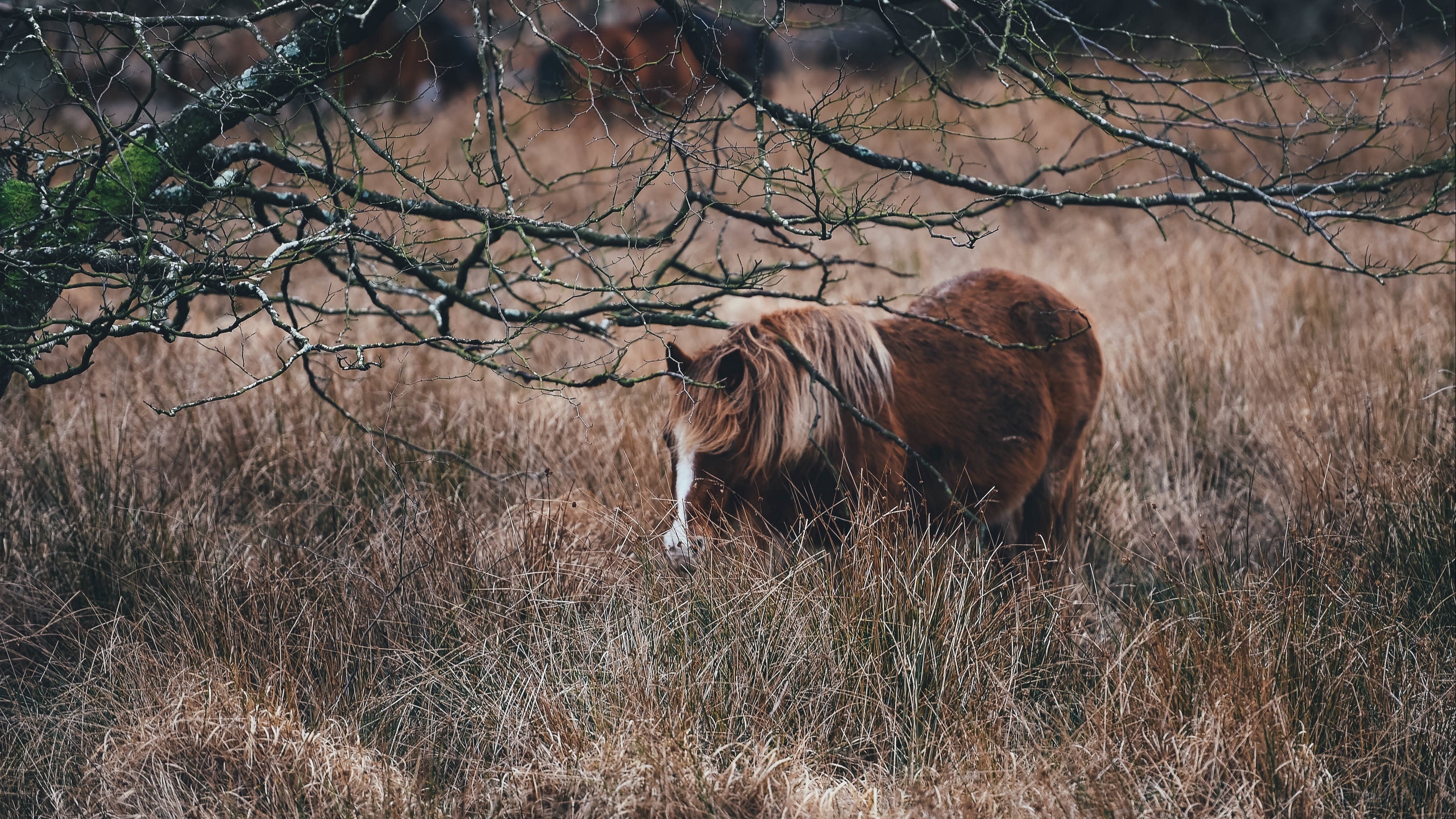 Brown pony grazing in dry grass field HD Wallpaper
