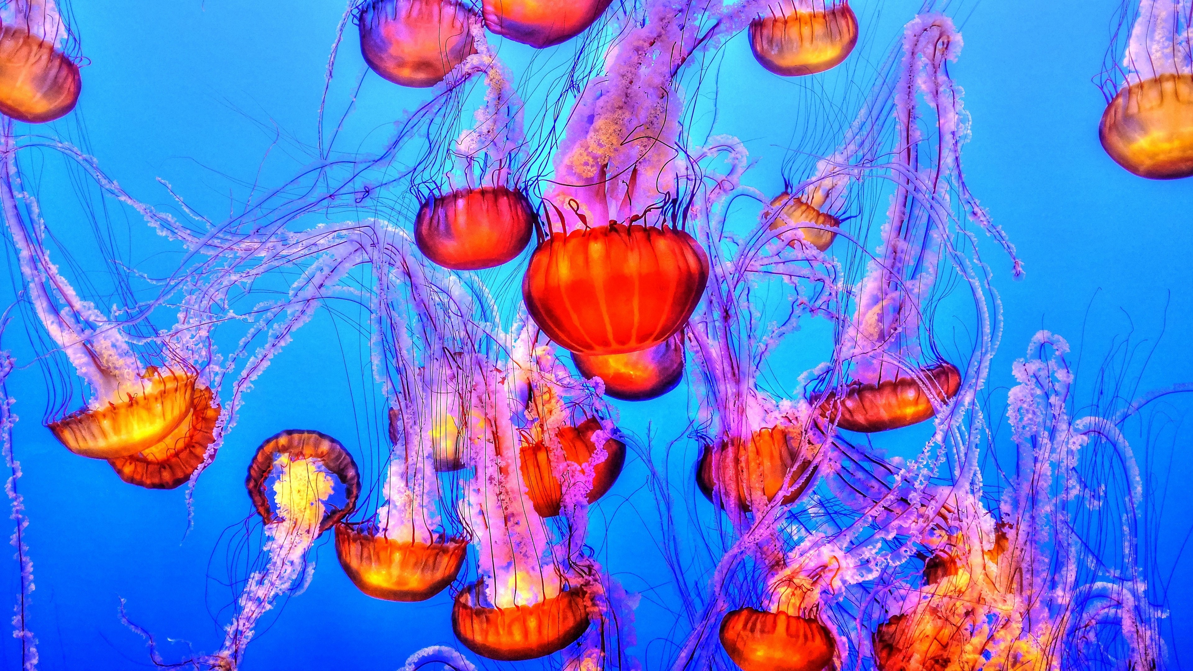 Jellyfish swimming underwater in blue water 4K HD Wallpaper