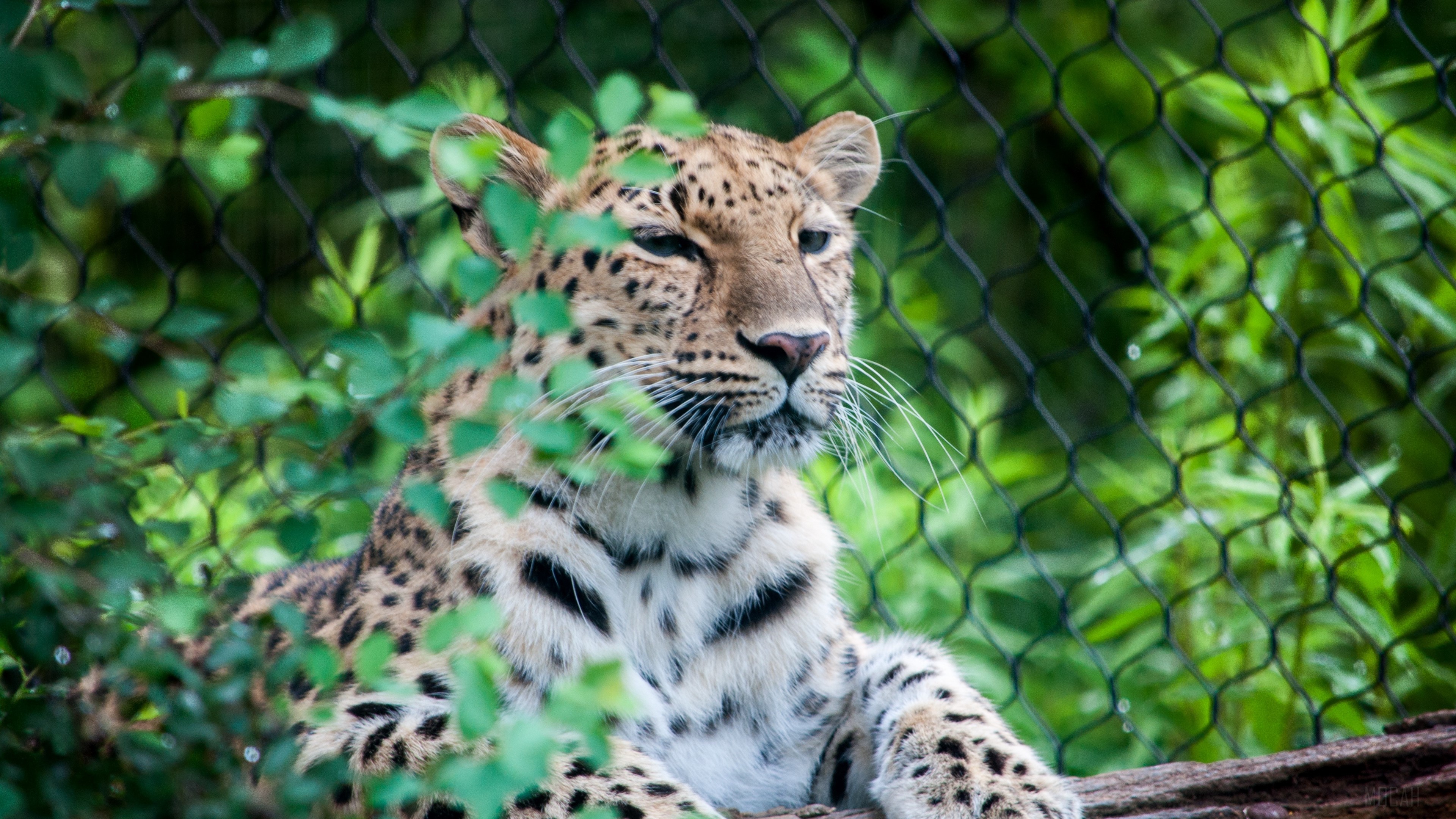 Leopard sitting on a log behind a fence HD Wallpaper