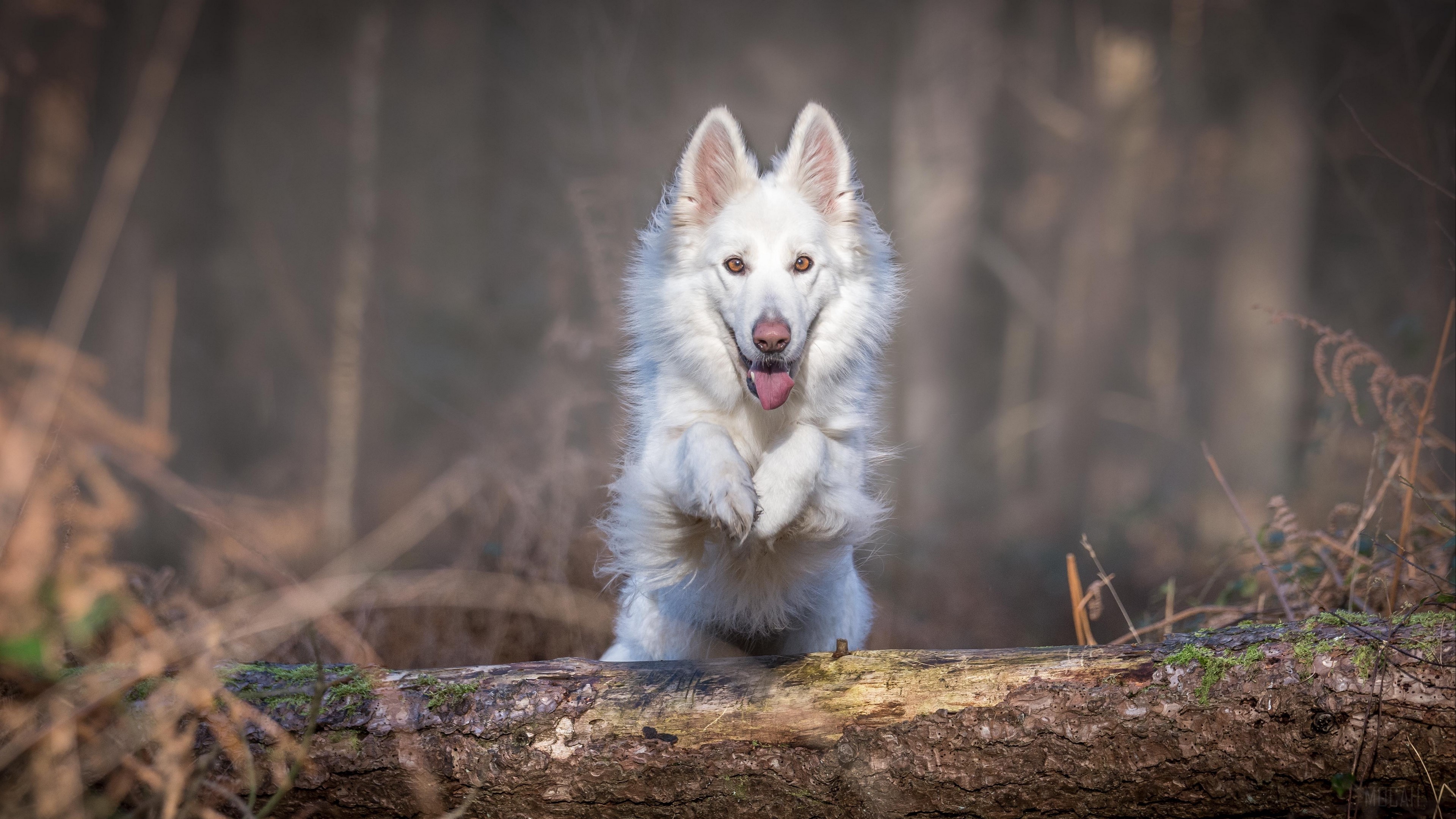 White dog jumping over a log in a forest 4K HD Wallpaper