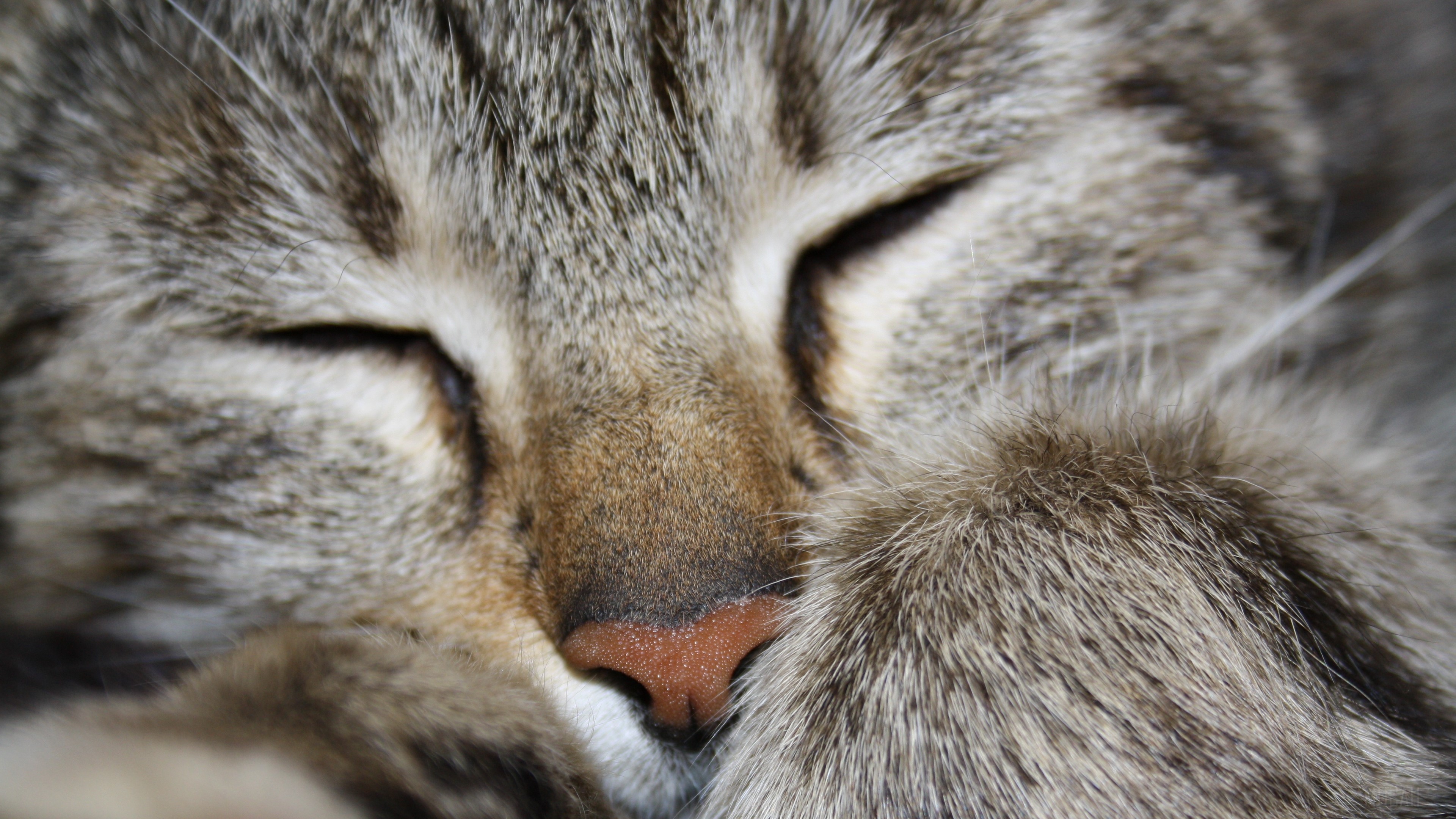 Close-up of a sleeping tabby cat's face HD Wallpaper