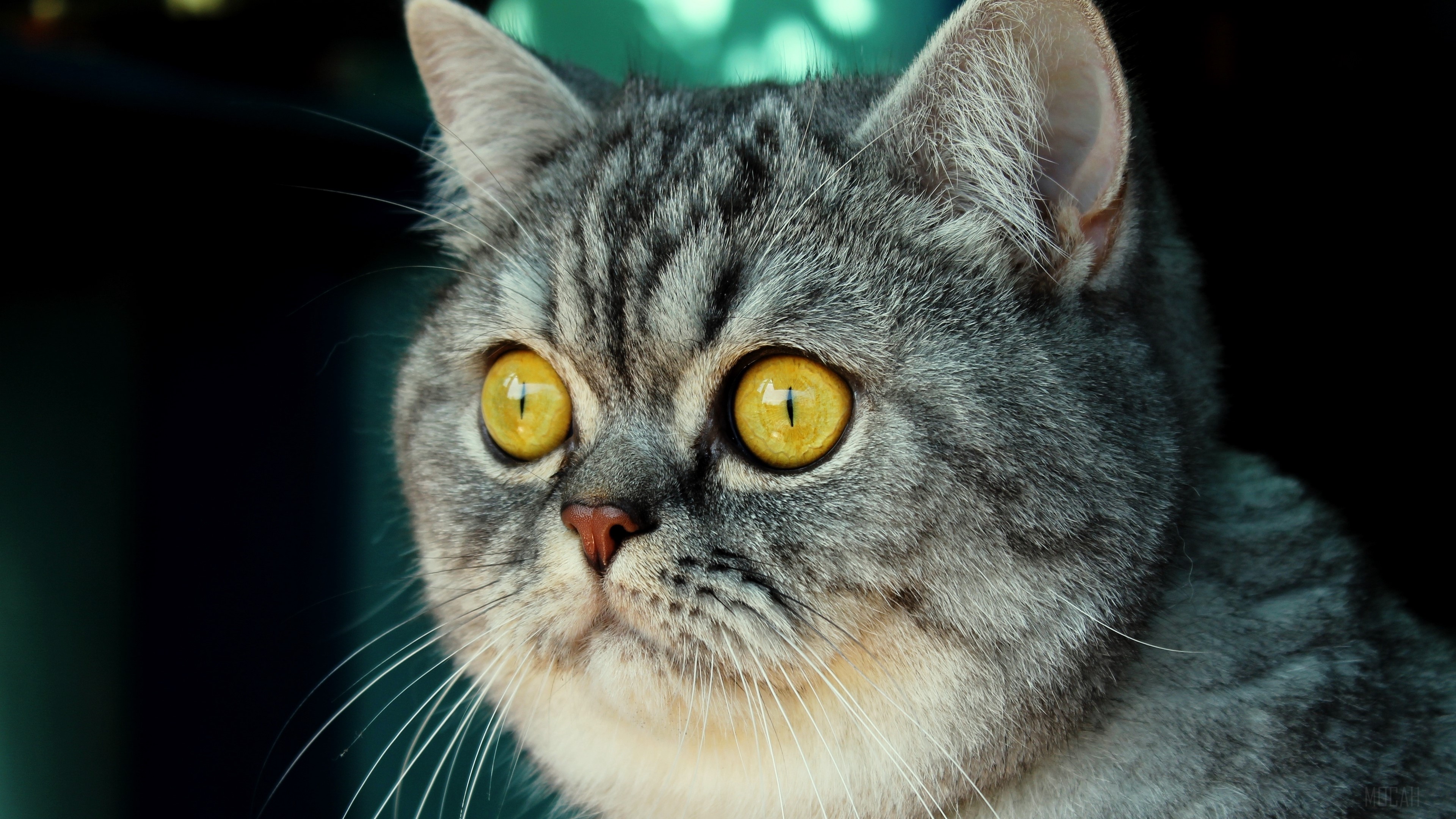 Close-up of a striped cat with yellow eyes HD Wallpaper