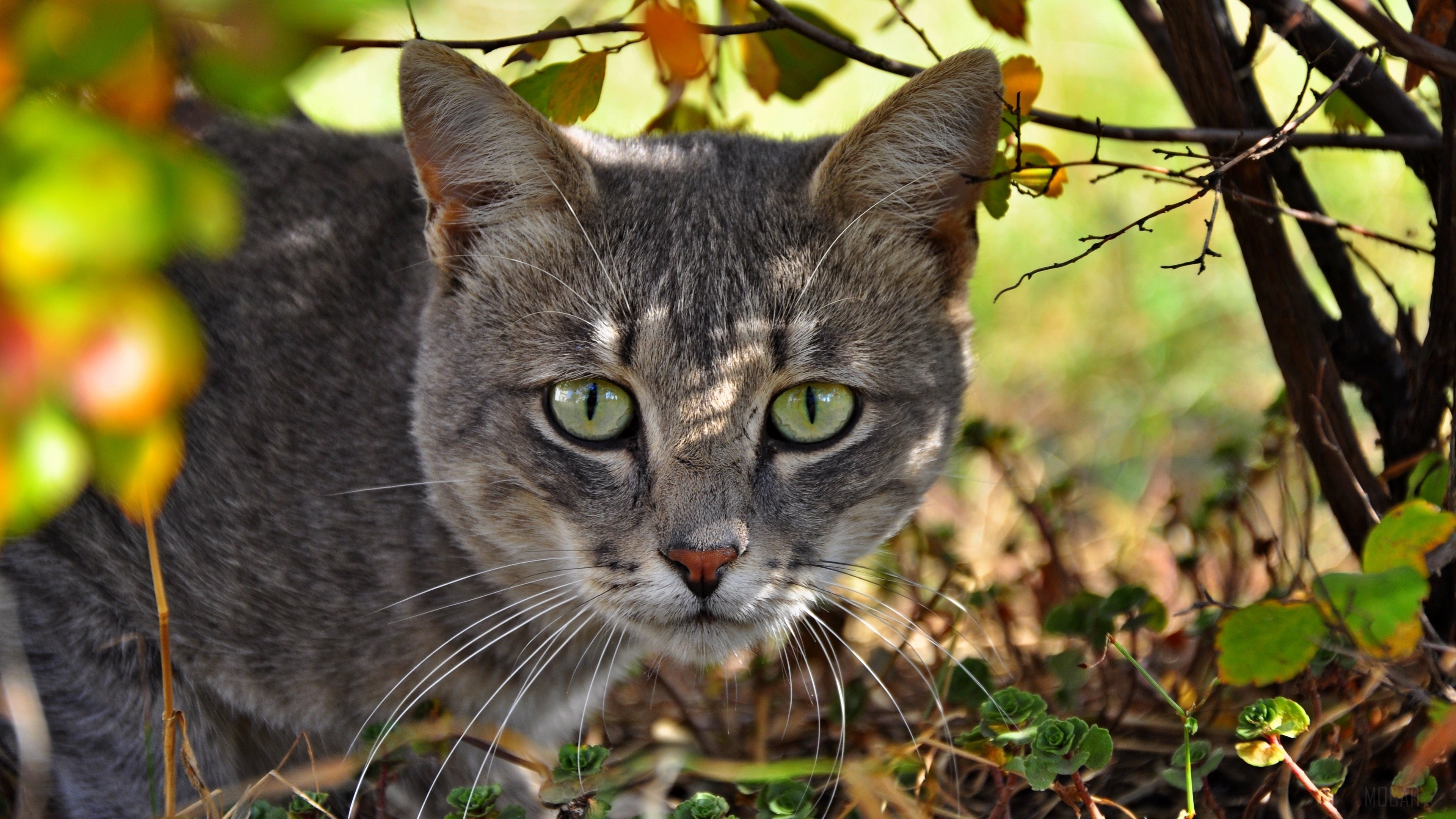 Gray tabby cat with green eyes in foliage 4K HD Wallpaper
