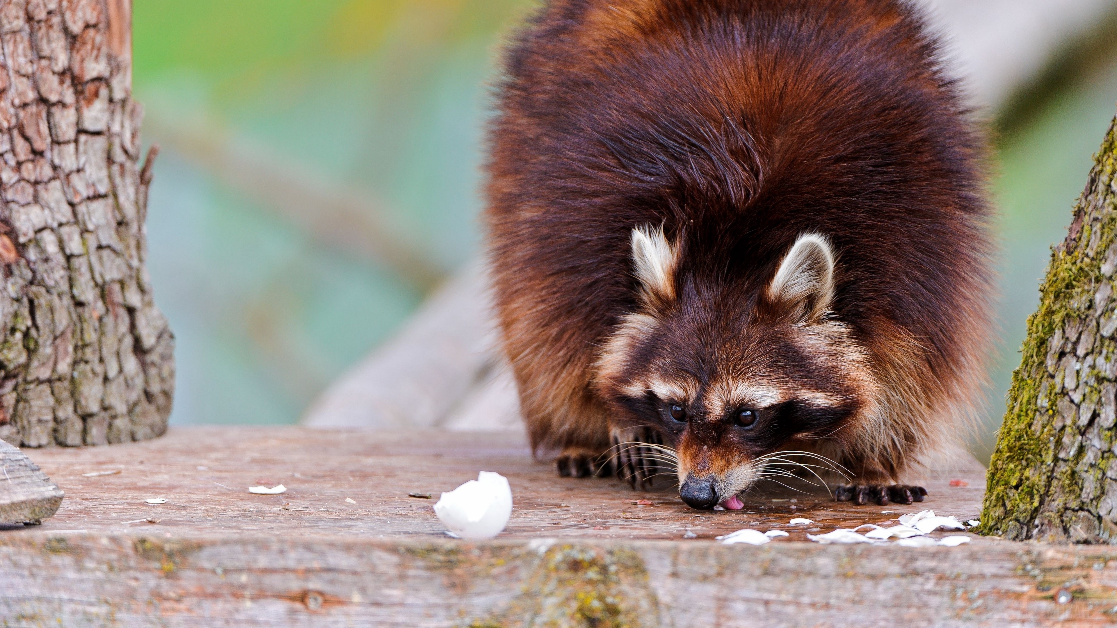 Raccoon eating food on a wooden surface HD Wallpaper