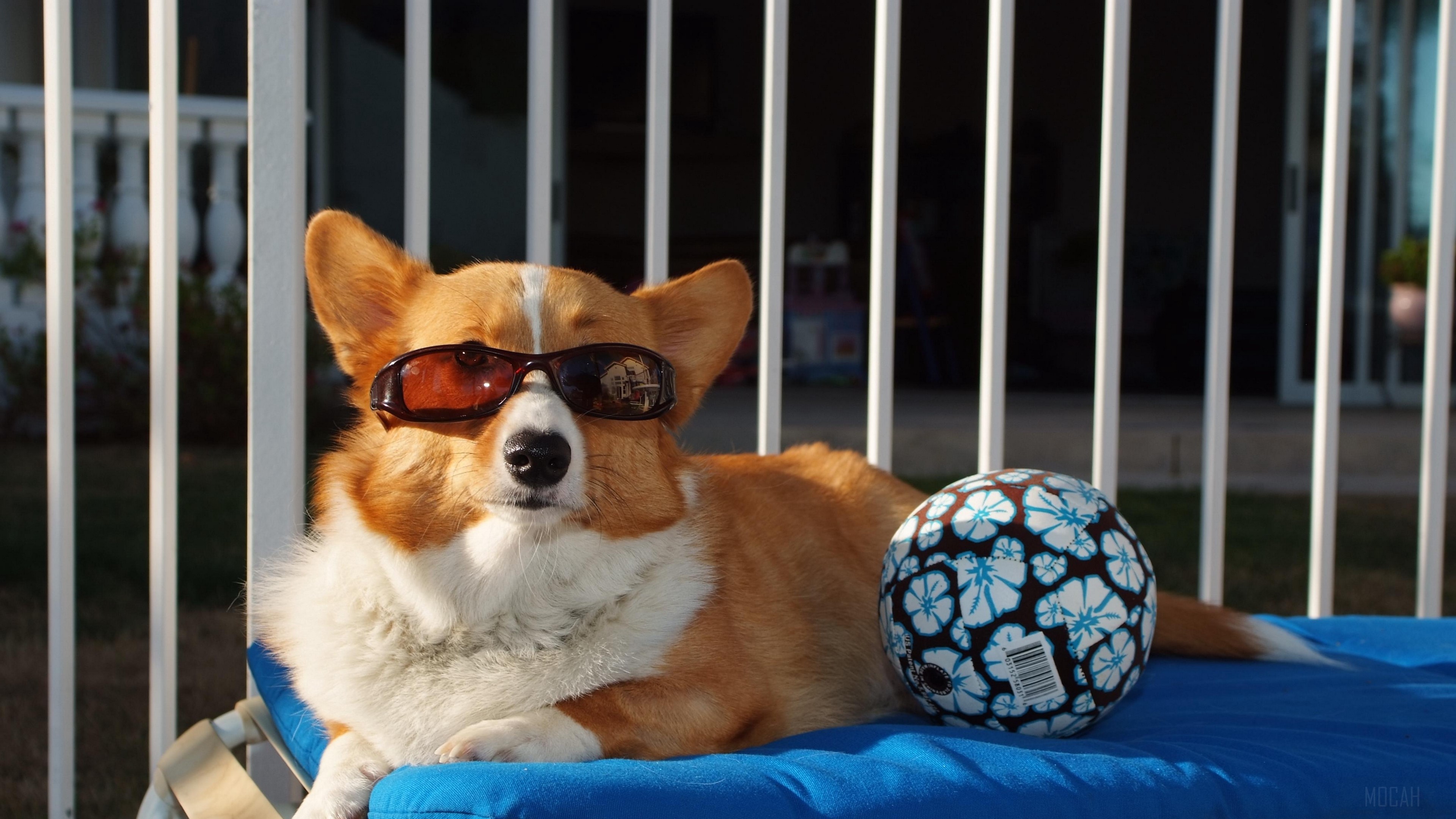Corgi wearing sunglasses with a ball HD Wallpaper