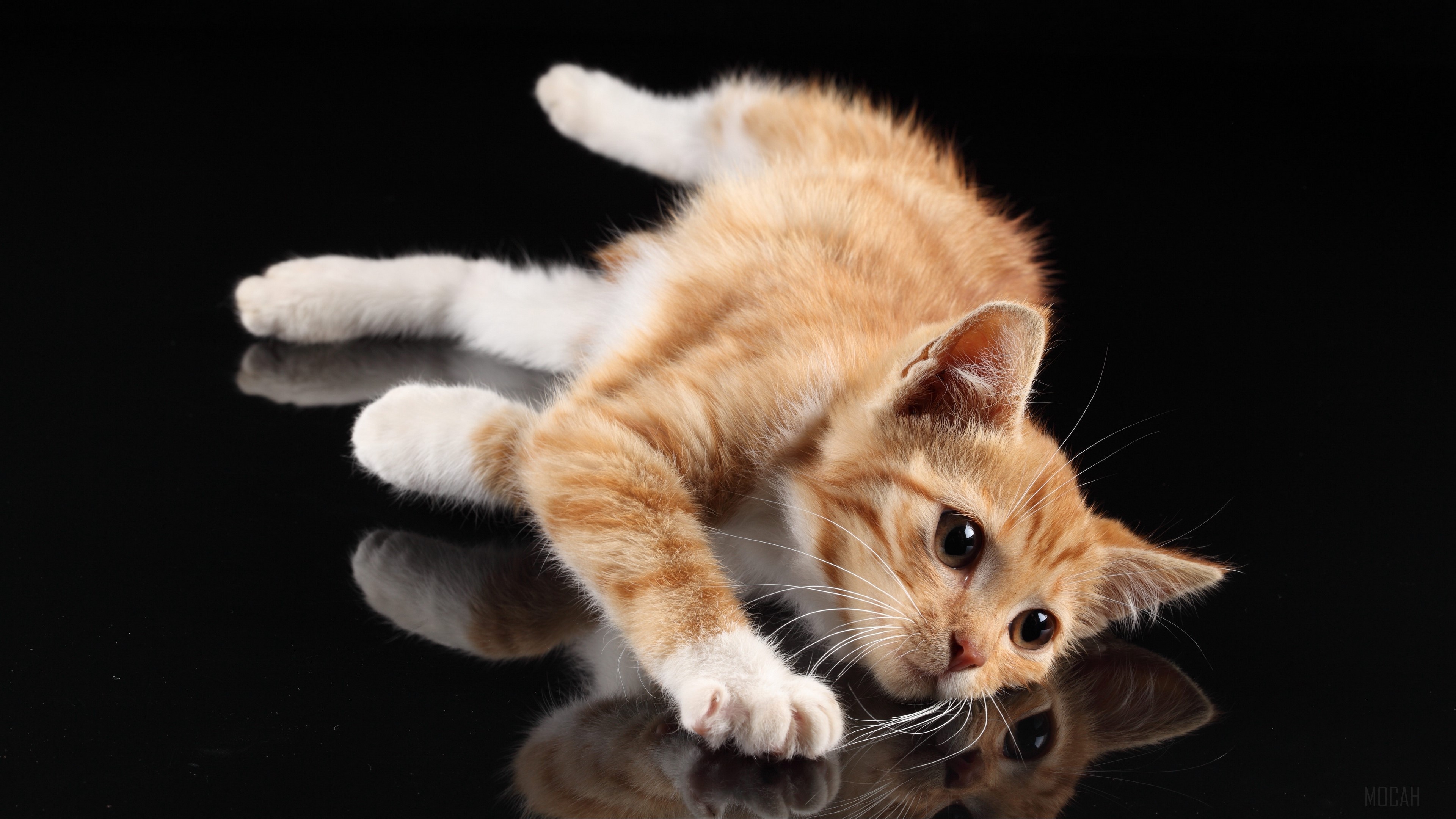 Orange tabby kitten lying down with reflection 4K HD Wallpaper