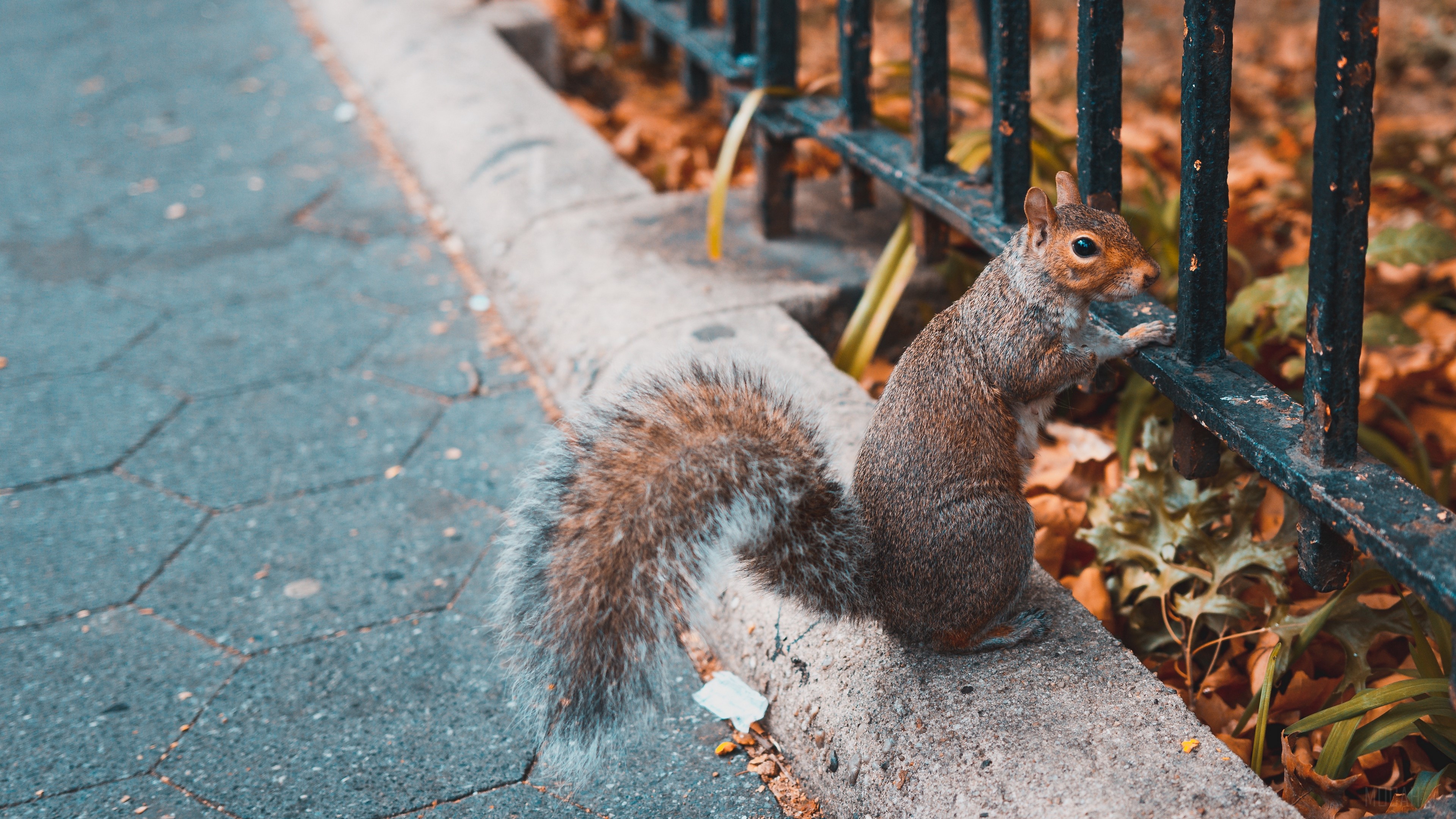 Squirrel on a fence 4K HD Wallpaper