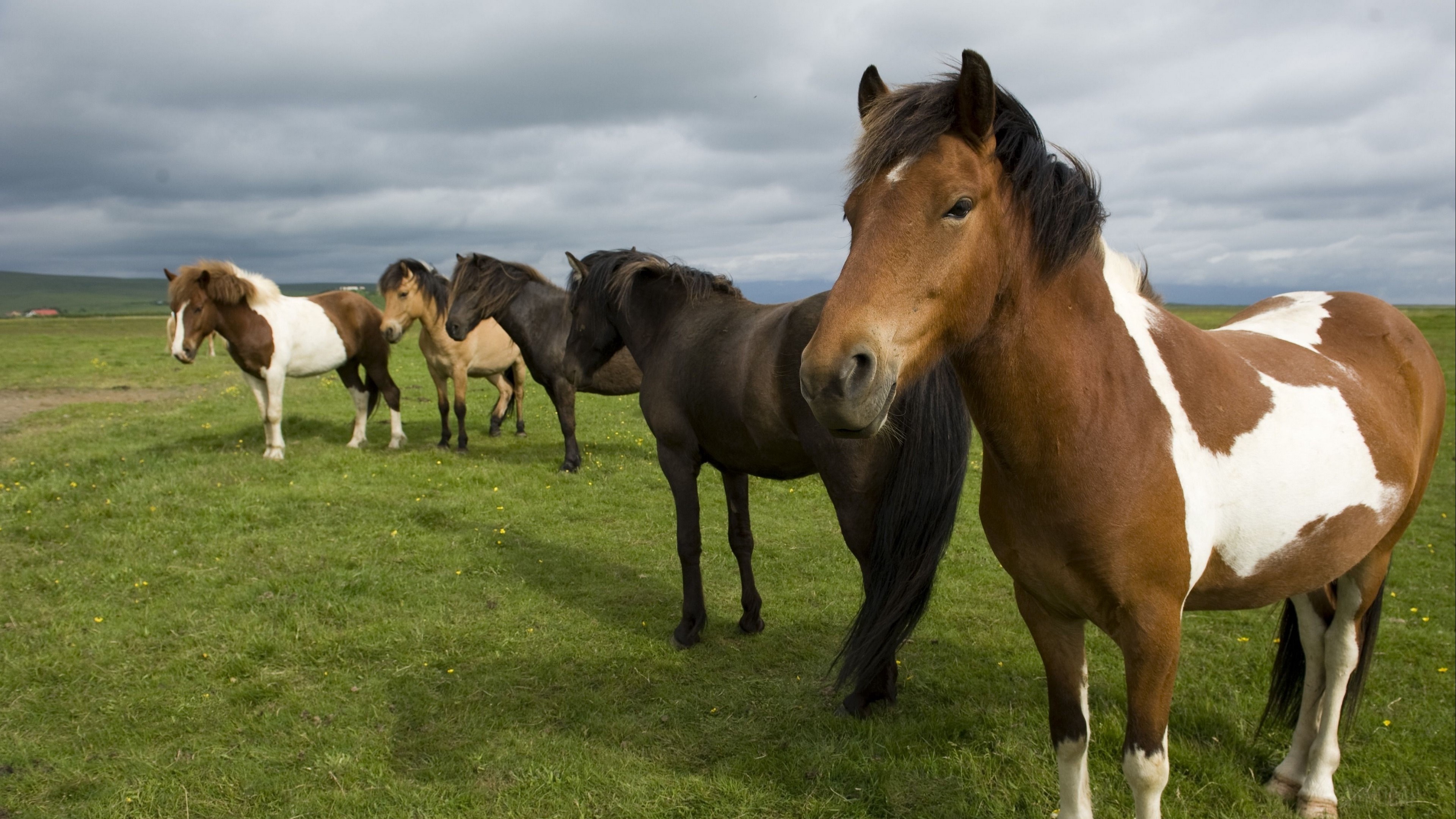 Herd of horses standing in a grassy field HD Wallpaper