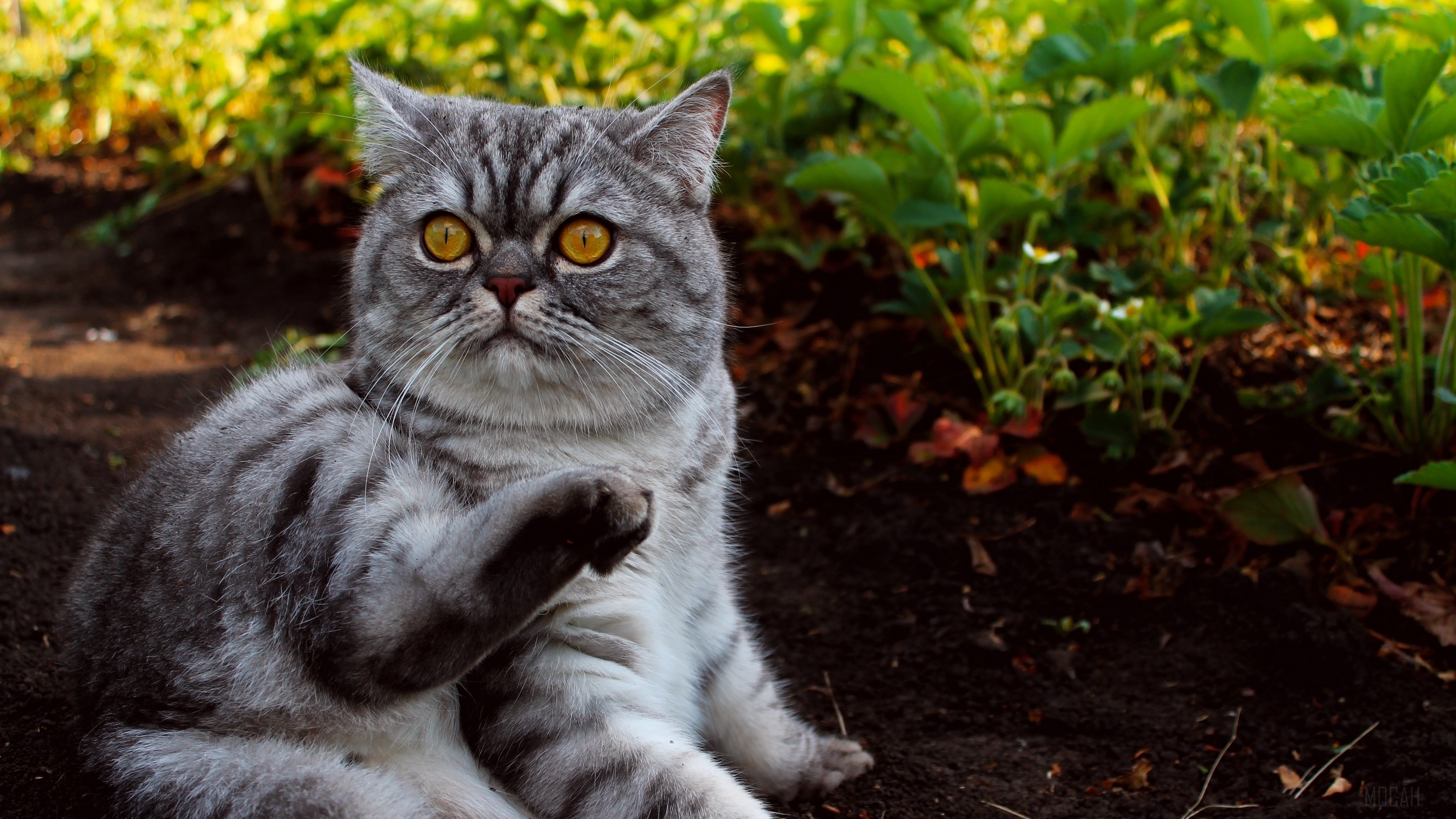 Scottish Fold cat sitting in garden HD Wallpaper