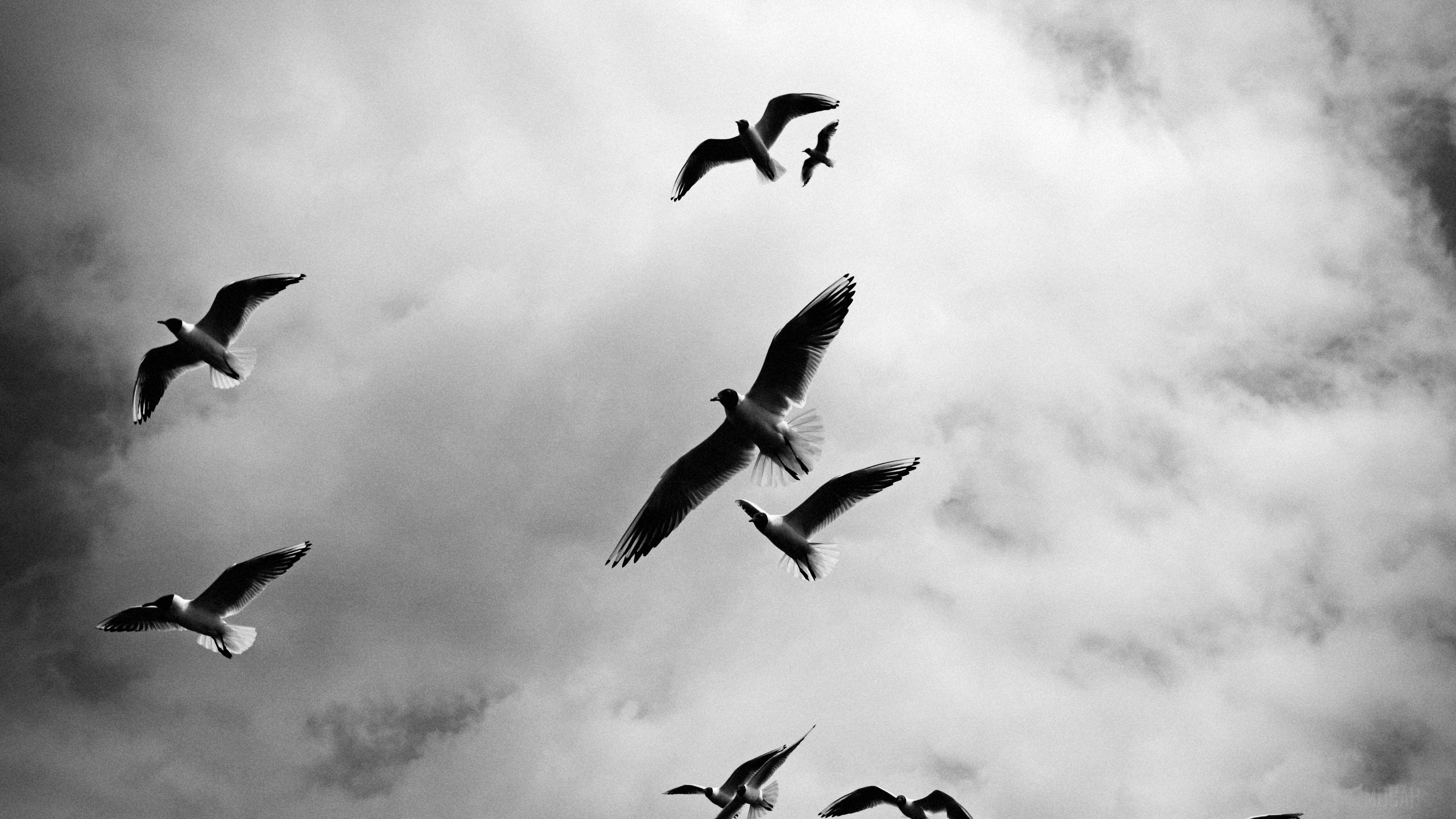 Seagulls flying in cloudy sky, black and white 4K HD Wallpaper