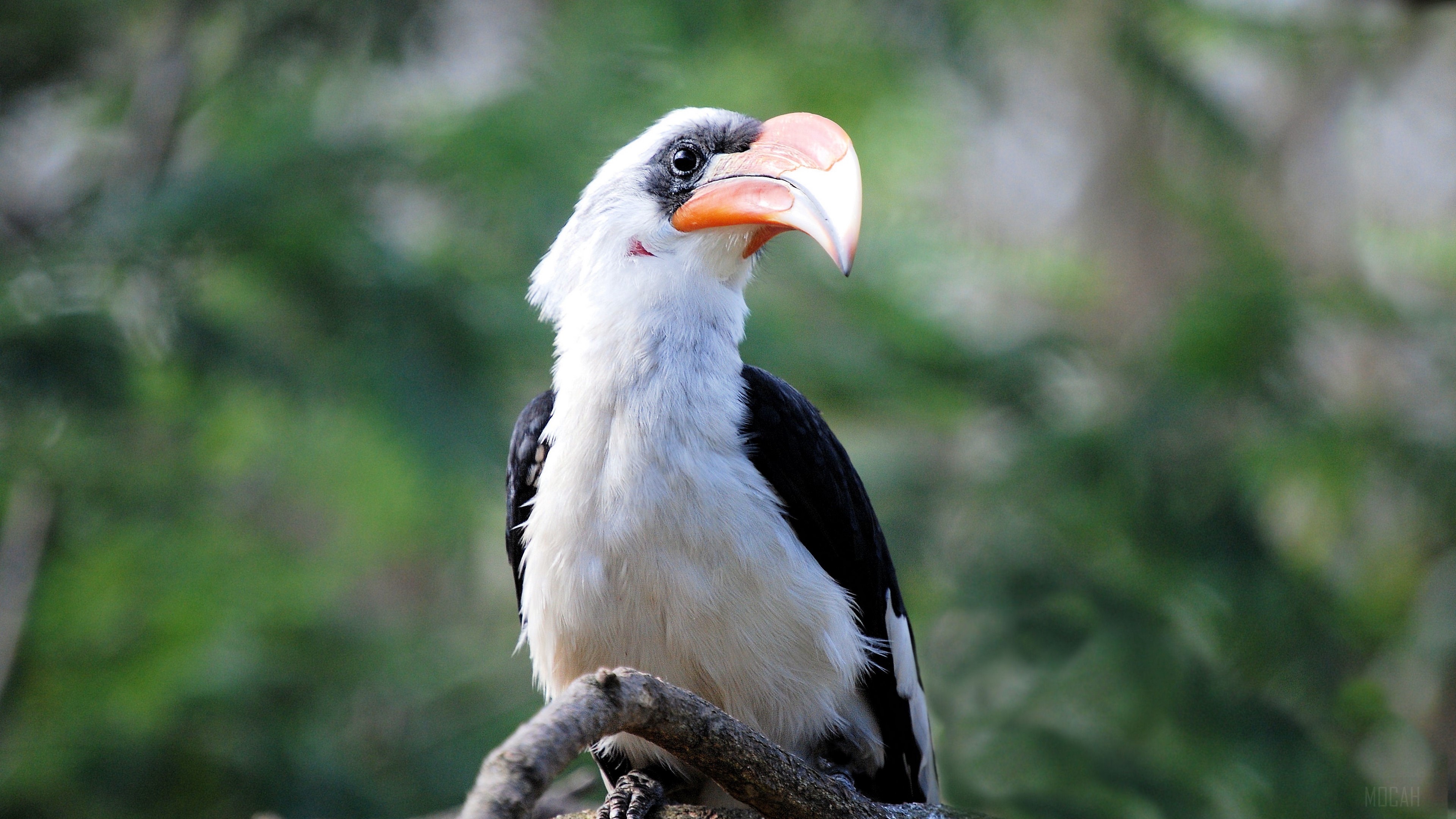 Bird with large beak on a branch 4K HD Wallpaper