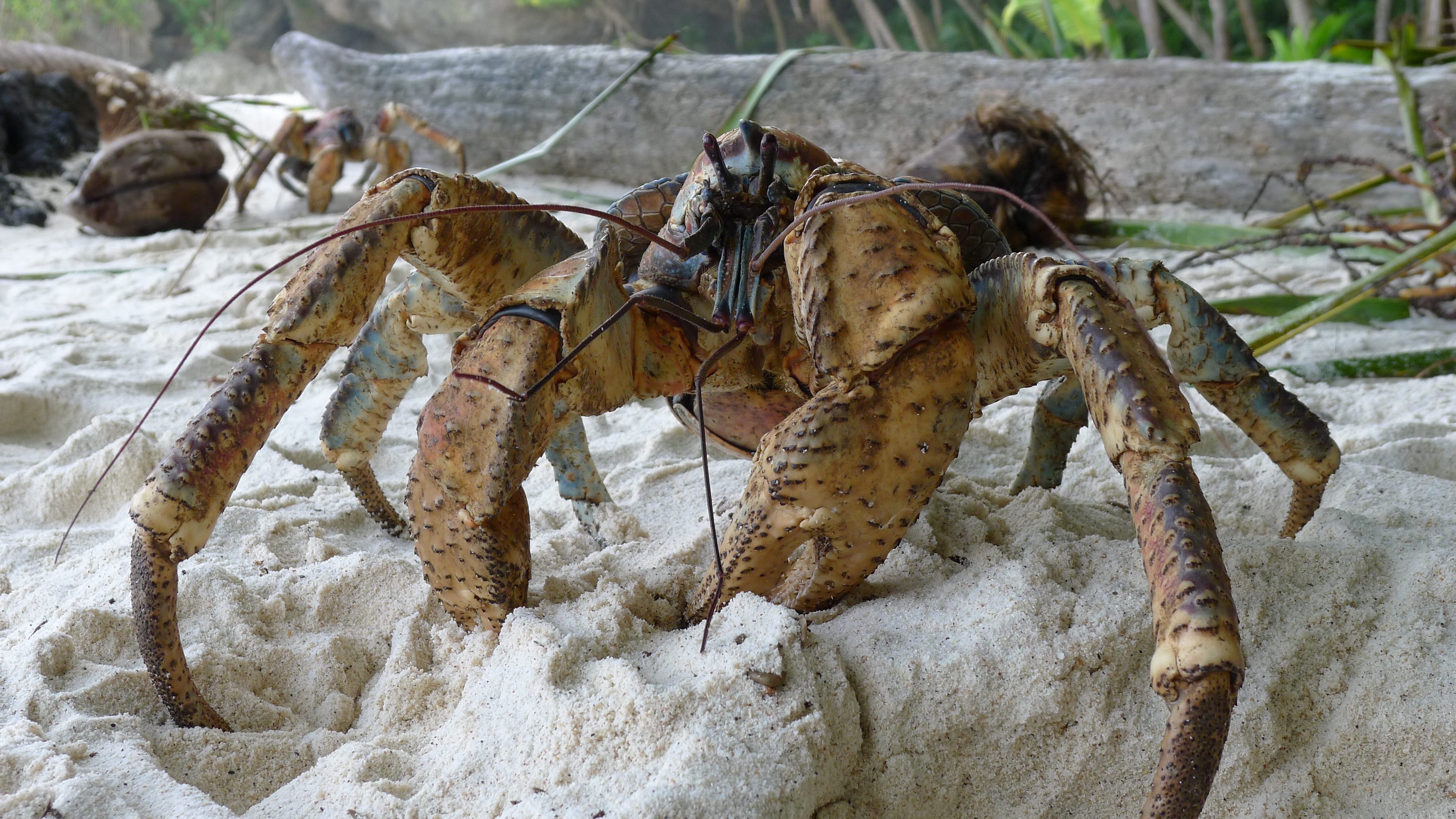 Coconut crab on a sandy beach with coconuts HD Wallpaper