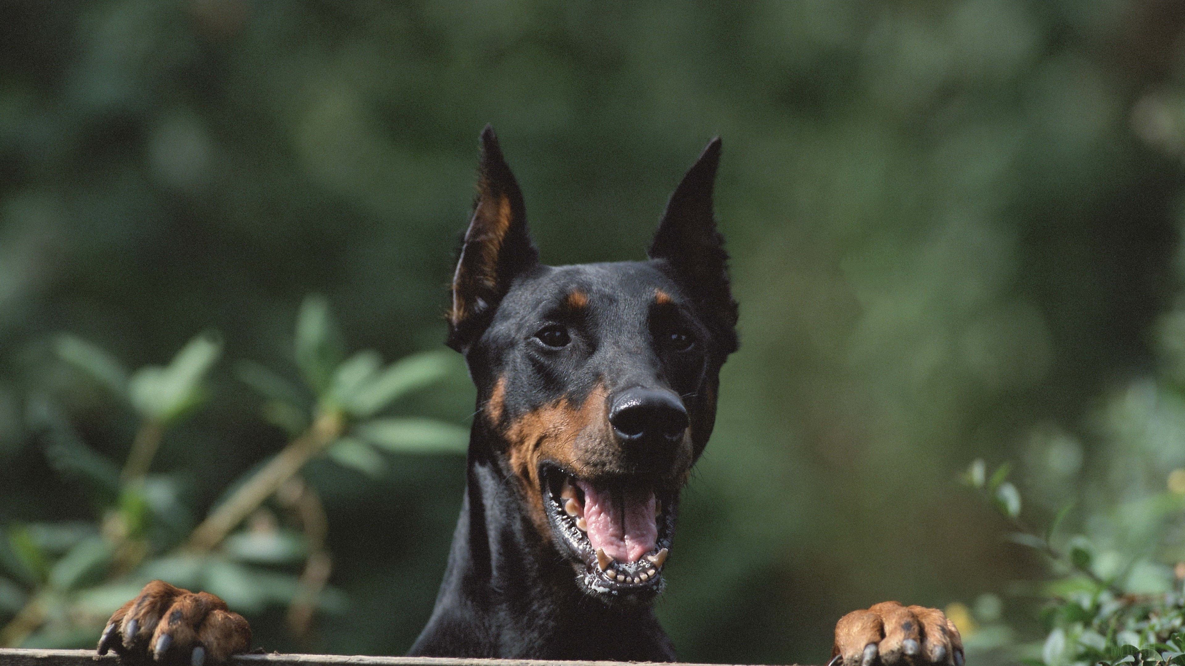 Doberman dog peeking over a fence HD Wallpaper