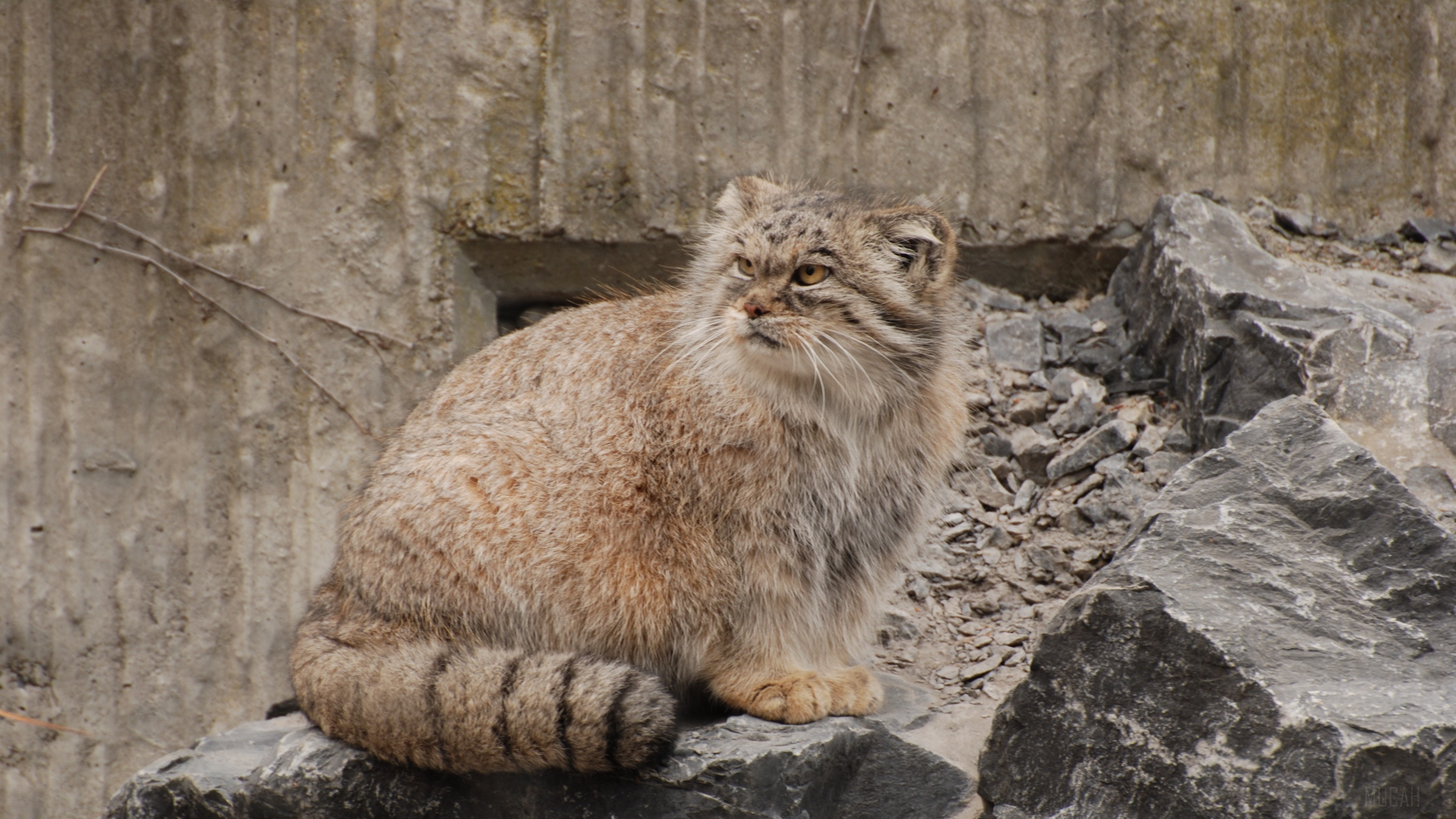 Furry manul sitting on stones 4K HD Wallpaper