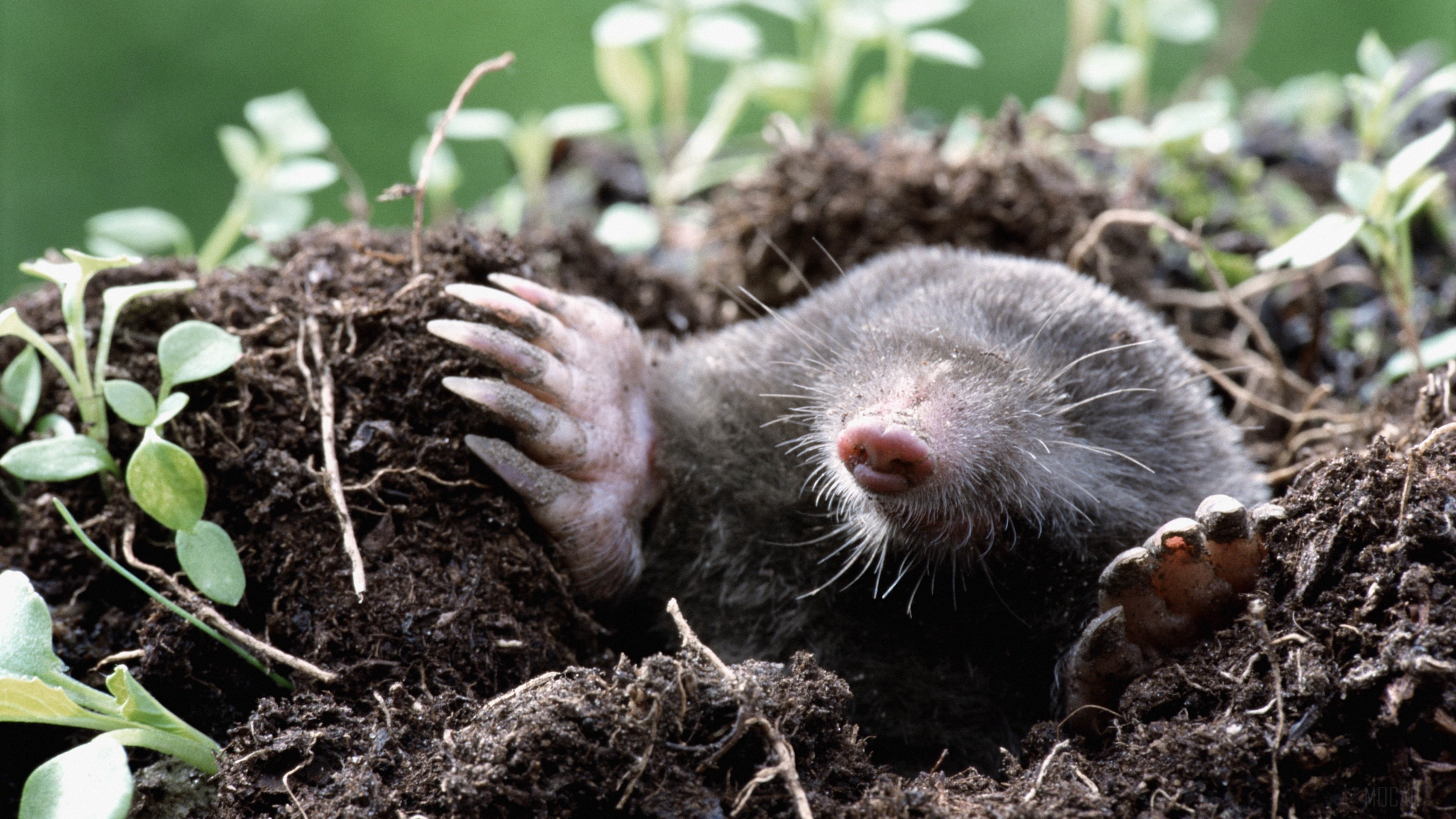 Mole emerging from dirt with green plants 4K HD Wallpaper