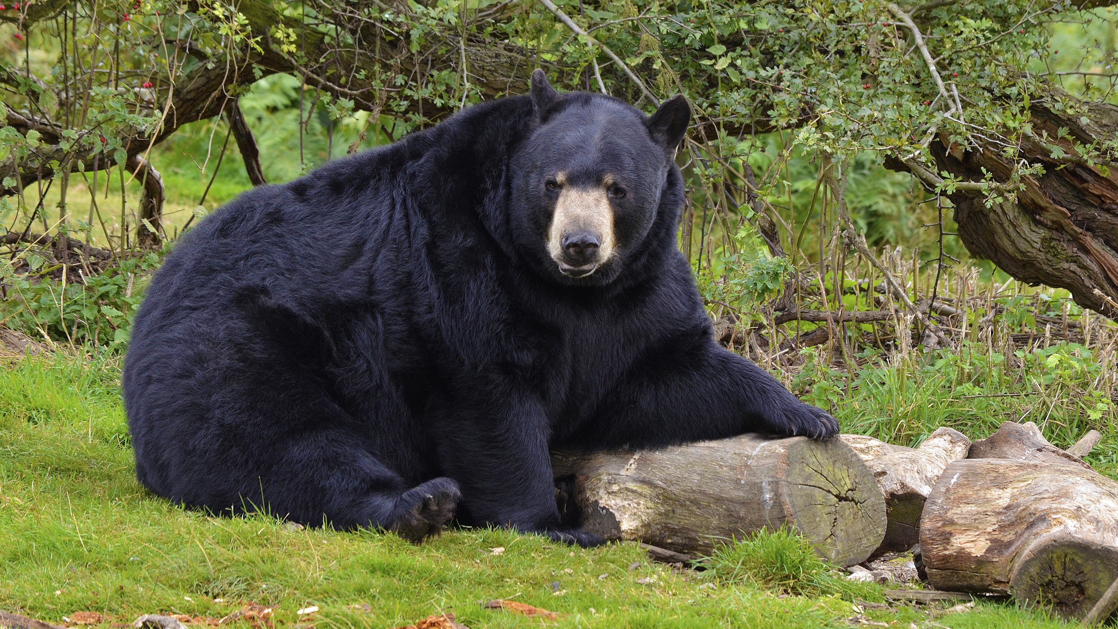 Black bear sitting on logs in a forest HD Wallpaper
