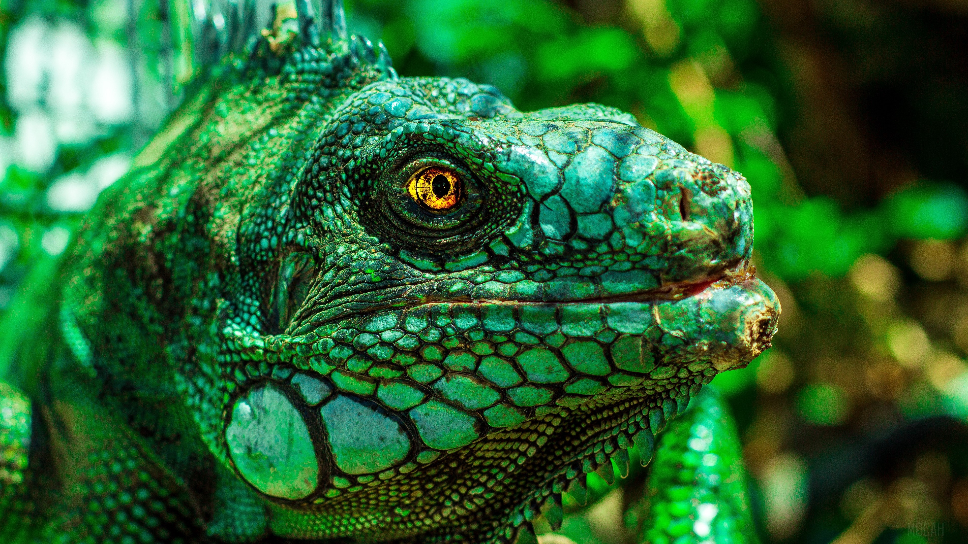 Close-up of a green iguana's head in 4K HD Wallpaper