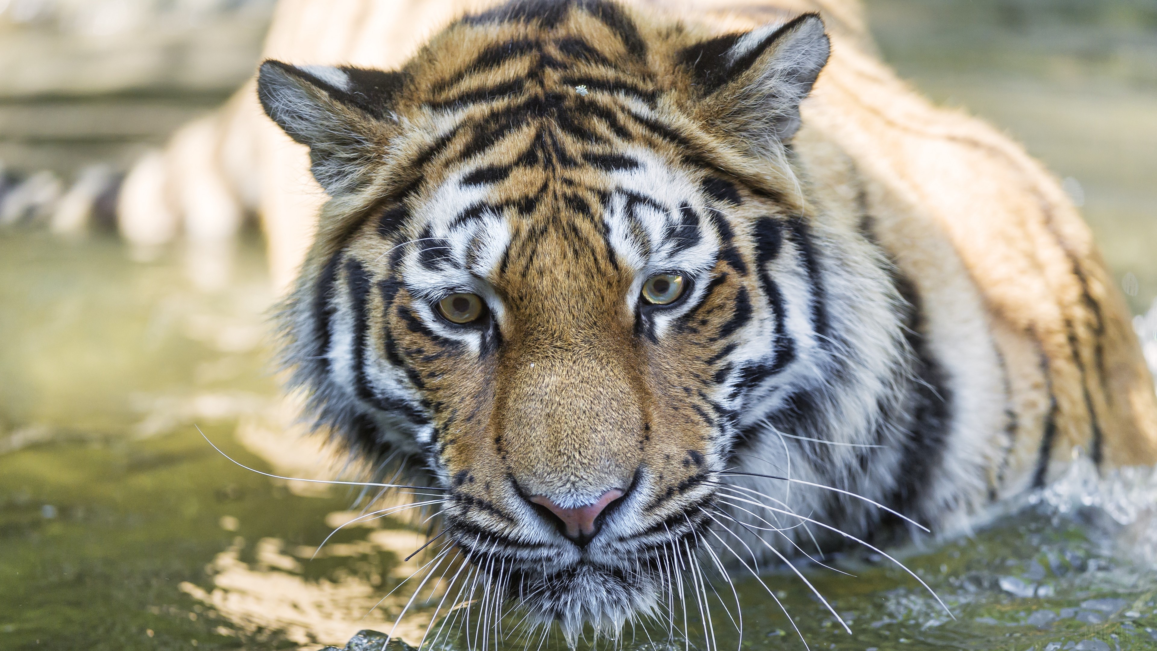 Tiger in water, close-up of face HD Wallpaper