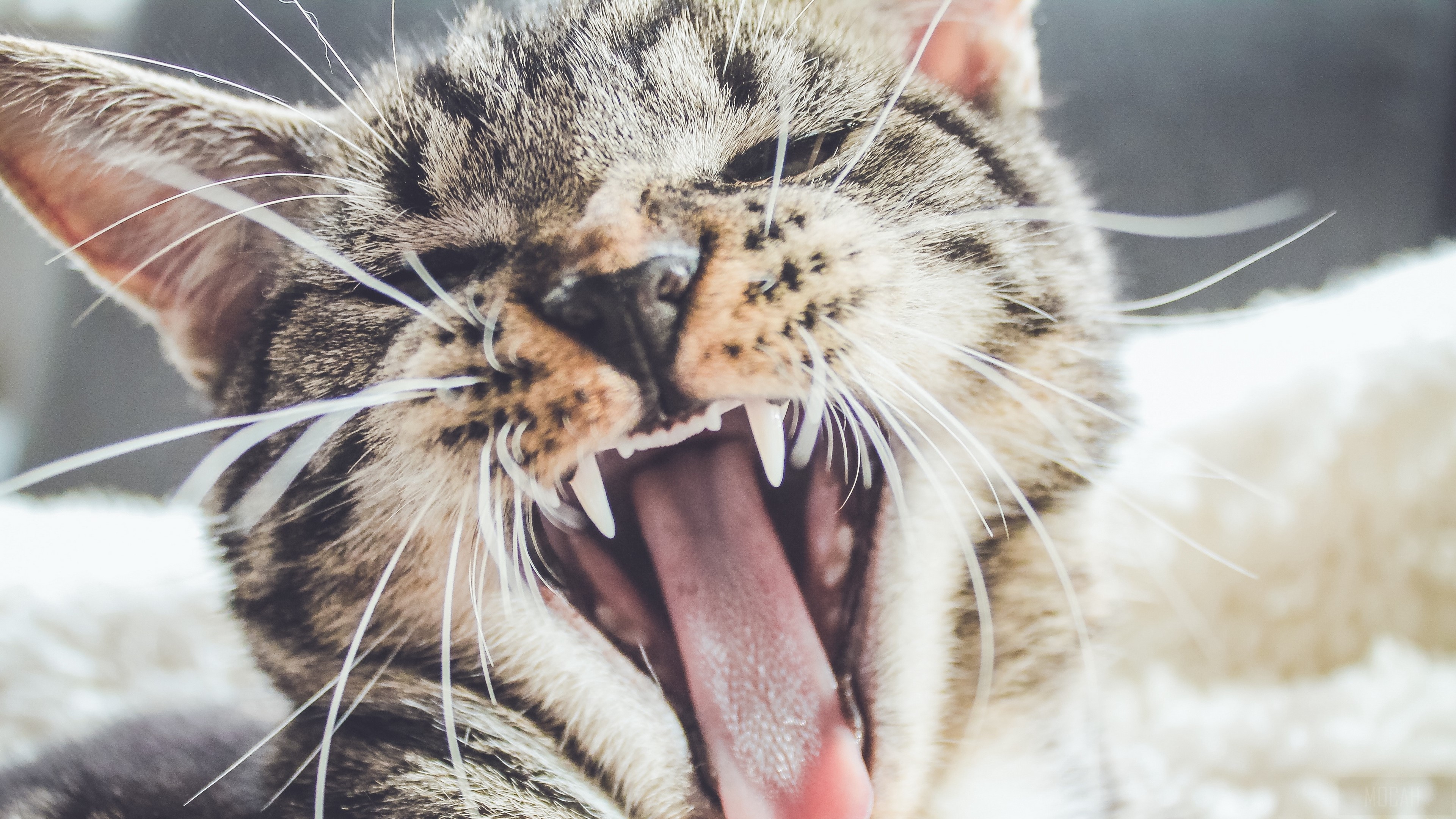Close-up of a tabby cat yawning, showing teeth HD Wallpaper