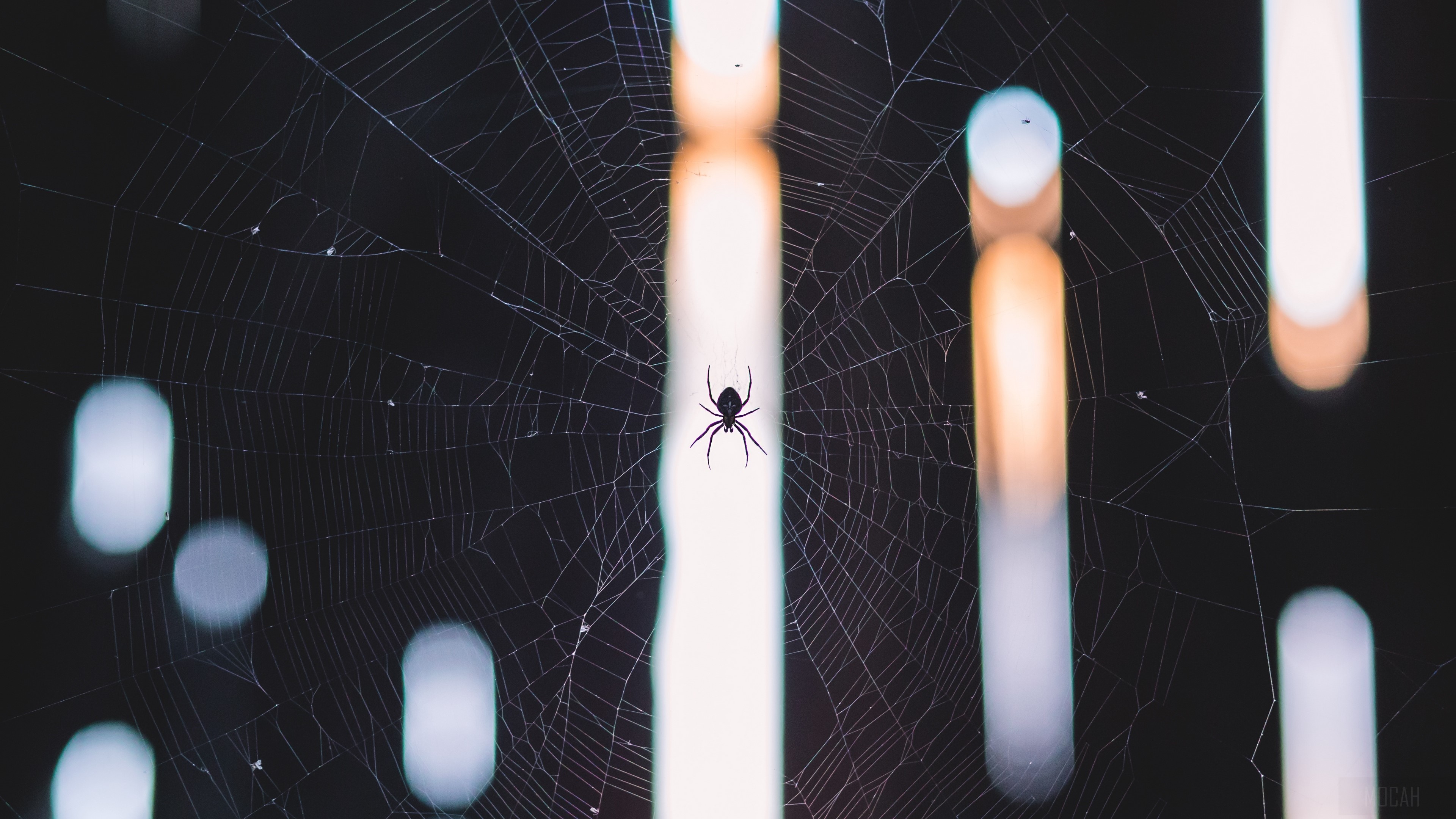 Spider on a web with bokeh lights 4K HD Wallpaper